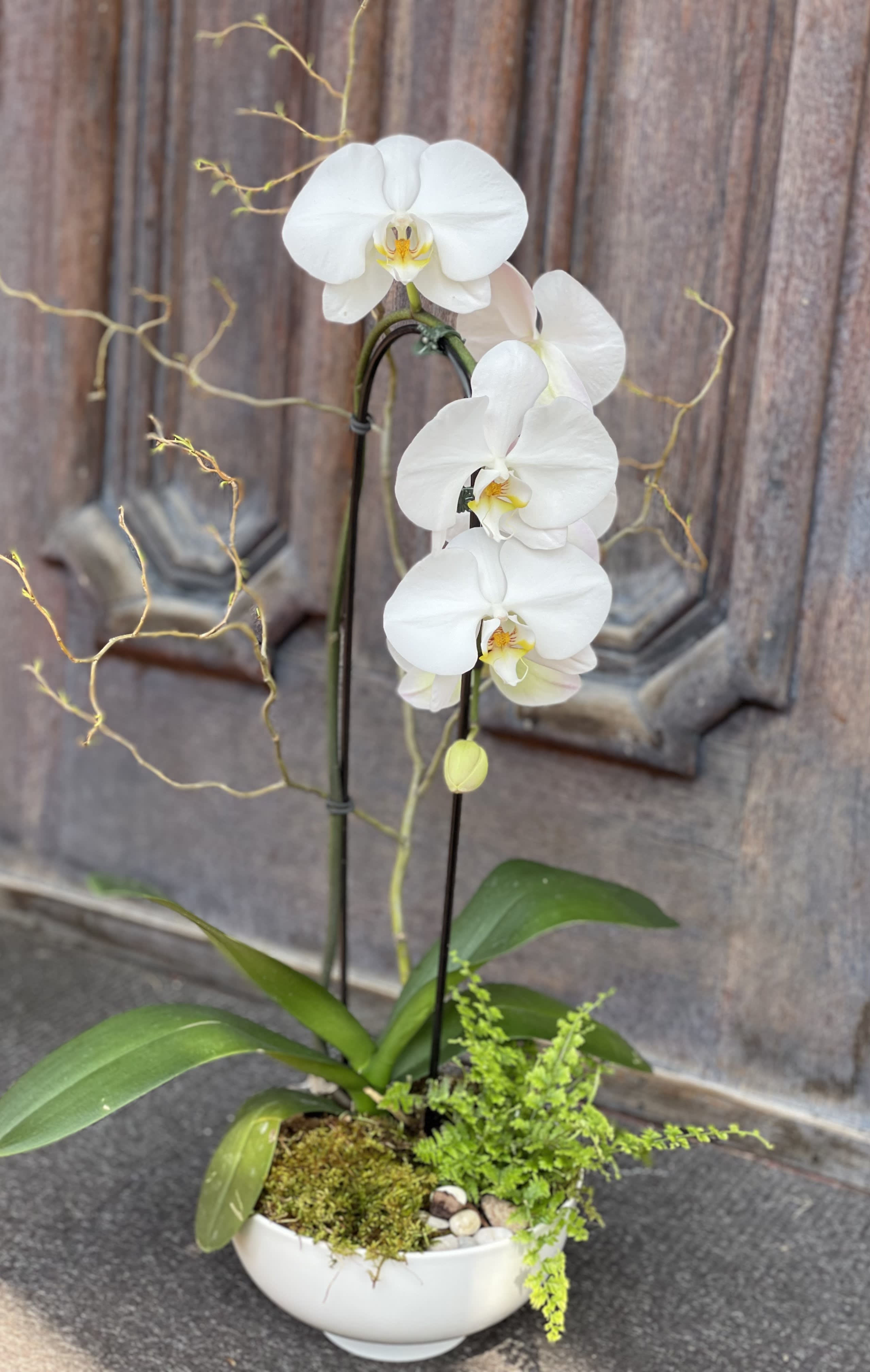 Orchids for Mom - A beautiful design of orchids in a modern container with an added fern planted in a forest environment, including bark, moss and stones with an added branch of curly willow.
