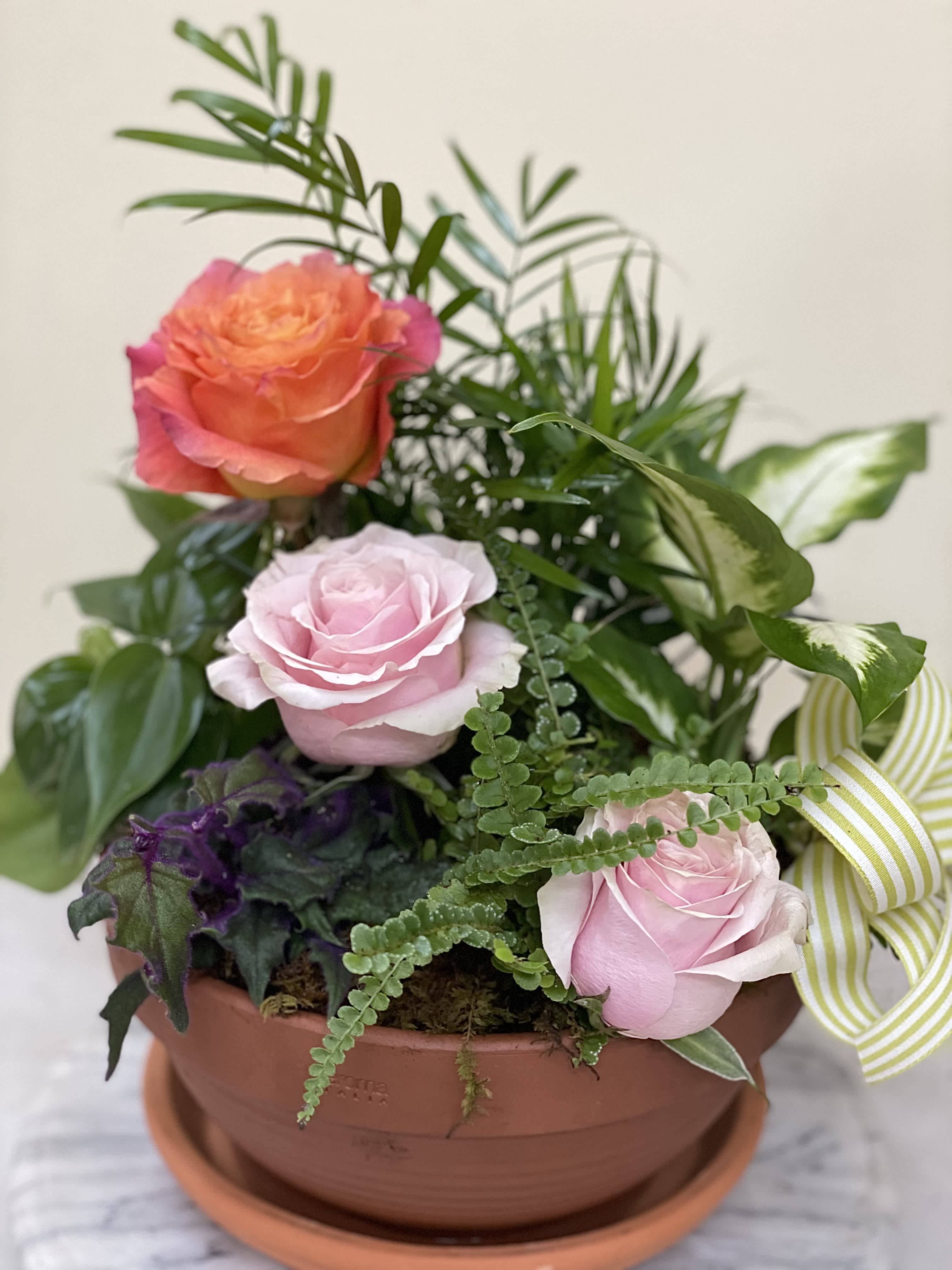 Plant medley with blooms. - A beautiful dish garden of interesting plants and we have added some blooms of color to enjoy and when the blooms are over you still have a lovely dish garden that will grow and flourish for weeks to come with care.