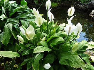 Peace Lily - A beautiful and lasting gift. Peace lilies are easy to care for and are known for their ability to release oxygen at night and clean the air! The plant will arrive in a basket with moss and stands about 3' tall.