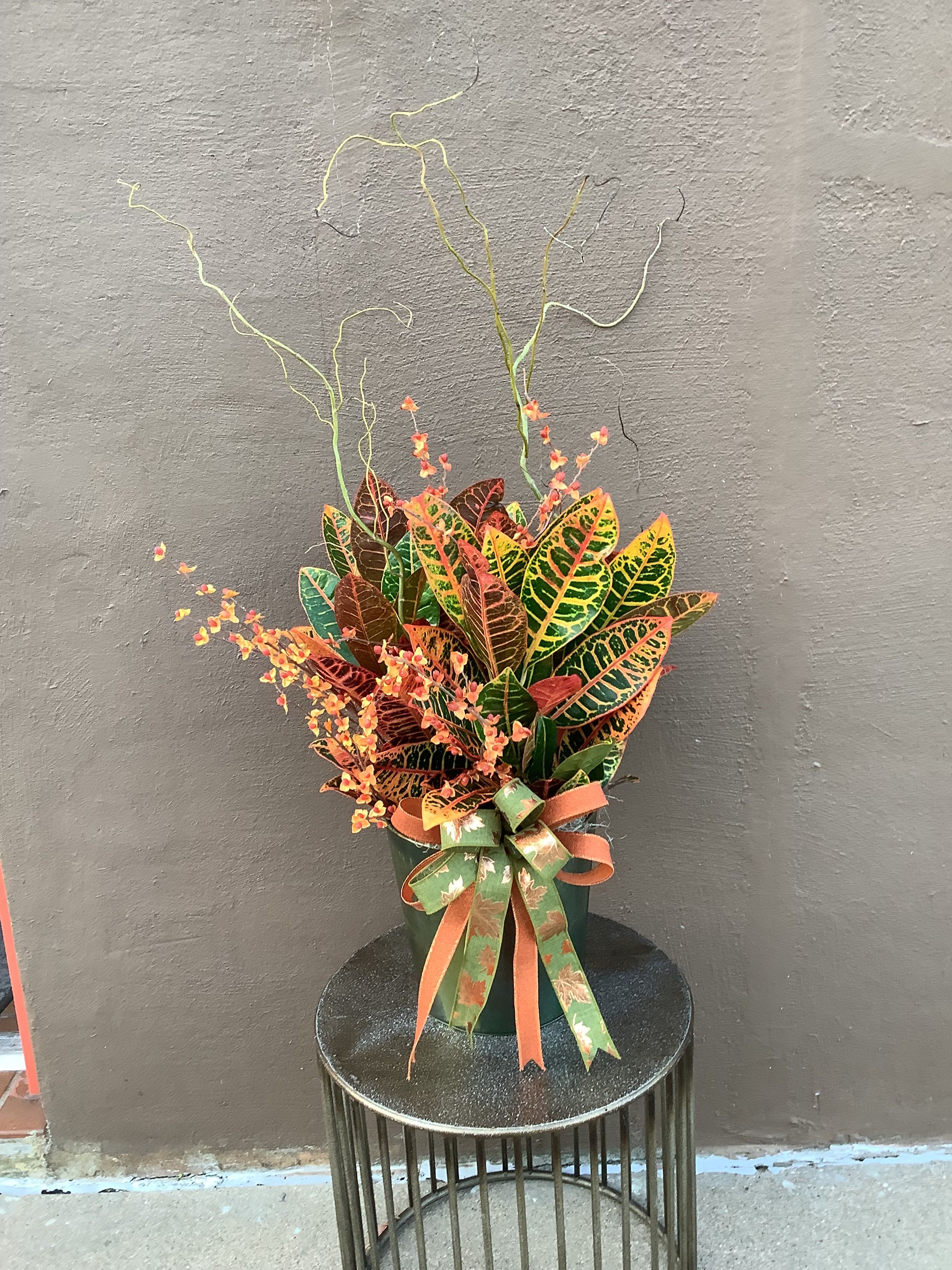 Croton Croton - A large Croton with artificial bittersweet and fresh curly willow in a metal pot.