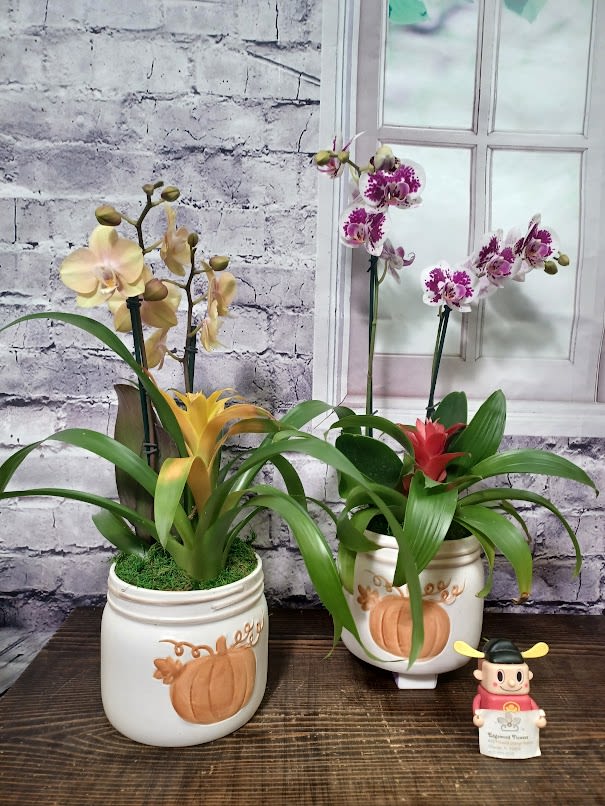 Pumpkin Paradise Planter Pumpkin Paradise Planter - Bring a touch of tropical charm to the fall season with our Pumpkin Paradise Planter! This stunning ceramic pumpkin is filled with a vibrant mix of tropical greenery and a blooming orchid, blending autumn warmth with lush elegance. Perfect as a centerpiece or seasonal gift, it’s a beautiful way to celebrate the harvest season with a modern, exotic twist. Each planter is thoughtfully arranged for a unique display of color, texture, and natural beauty.