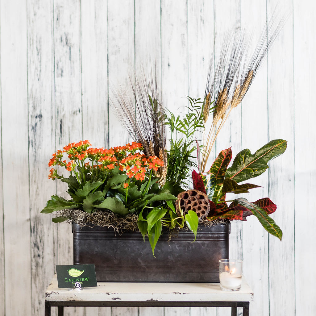 Hayride - Lush green and blooming plants in an elongated metal container with masculine textures. Perfect for anyone outdoorsy in your life!  Approximate Dimensions: 13.5&quot;H x 24&quot;W
