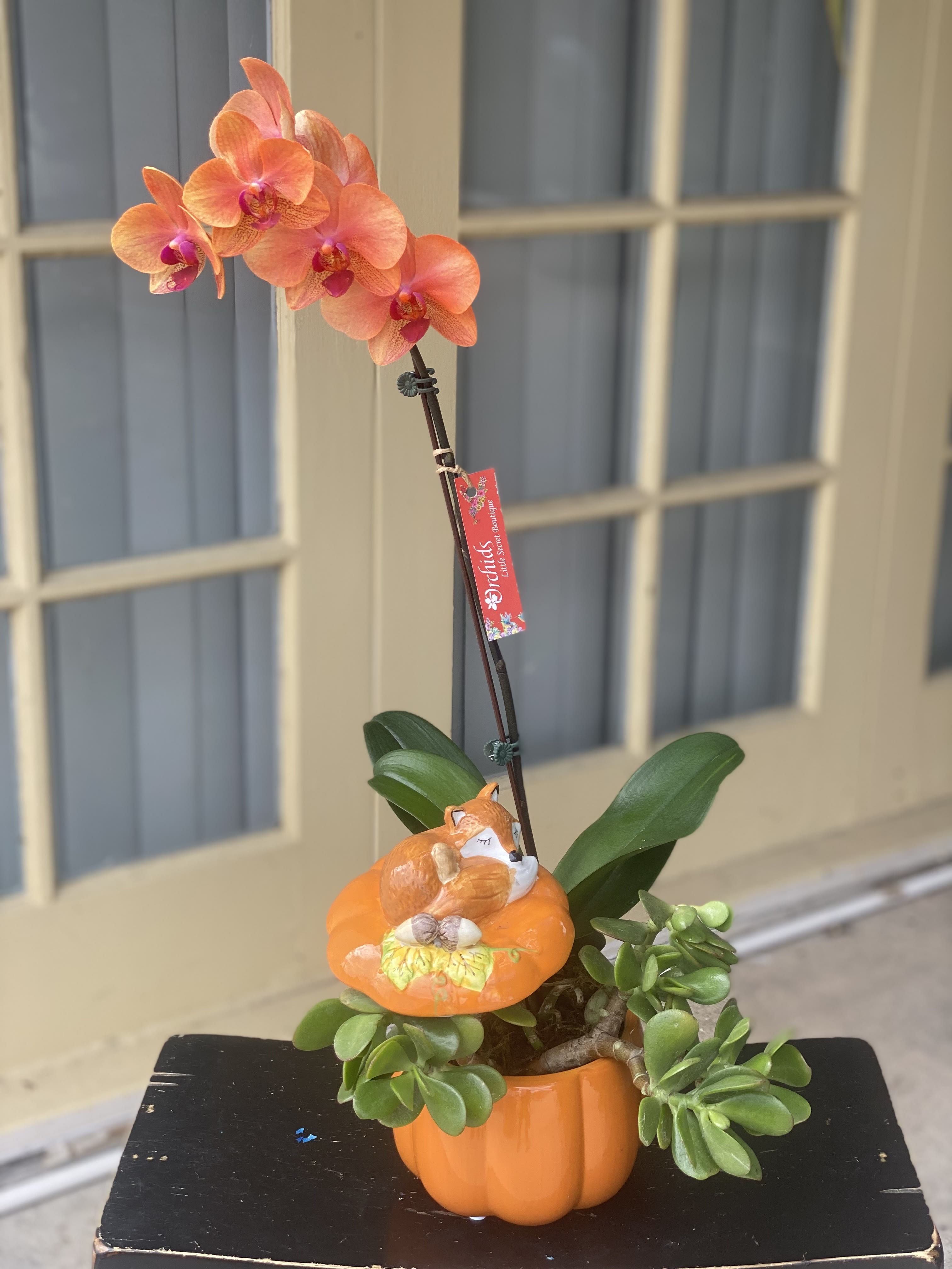 Succulent Medium Orchids Garden Plants In Pumpkin Fox Canister Succulent Medium Orchids Garden Plants In Pumpkin Fox Canister - This fall display garden measures approximately 14-18"H overall and features a unique combination of easy-care succulent plants and a luxurious orange Phalaenopsis orchid. The arrangement is thoughtfully designed within our charming ceramic pumpkin container, complete with a delightful woodland fox figurine fast asleep on the matching lid. Beyond its beauty, this versatile piece serves multiple purposes. It can be used to hold small trinkets, fresh flowers, additional plants, or simply as a decorative accent piece, adding warmth and charm to any home year after year, making it the perfect gift for any occasion.