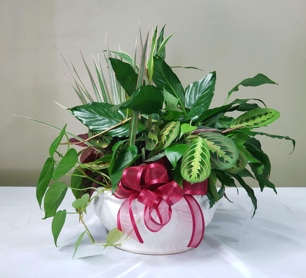 Large Dish Garden - Lush greens in a decorative 10&quot; glazed ceramic planter. Planter style and color may vary from that pictured. If you have a ribbon color preference please let us know in the &quot;Florist Instructions&quot; box during checkout. 
