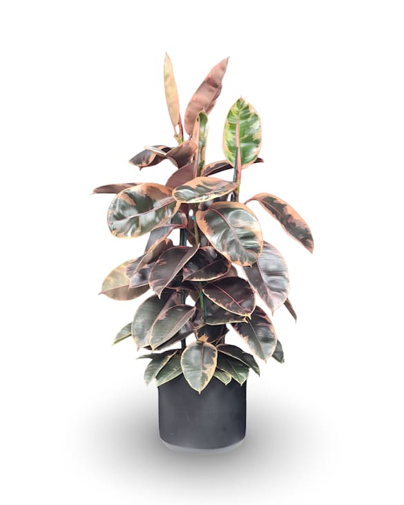 12" Rubber Tree Plant 12" Rubber Tree Plant - This striking variegated rubber plant makes a bold statement with its lush, glossy leaves splashed in shades of deep green, cream, and soft blush tones. Standing approximately 4 feet tall and 22 inches wide, this beauty is both full and vibrant, bringing a touch of tropical elegance to any space. Set in a sleek ceramic container measuring 12 inches wide, it’s a truly unique and eye-catching piece—perfect for brightening up a living room, office, or entryway. Easy to care for and naturally air-purifying, this plant is as practical as it is beautiful.