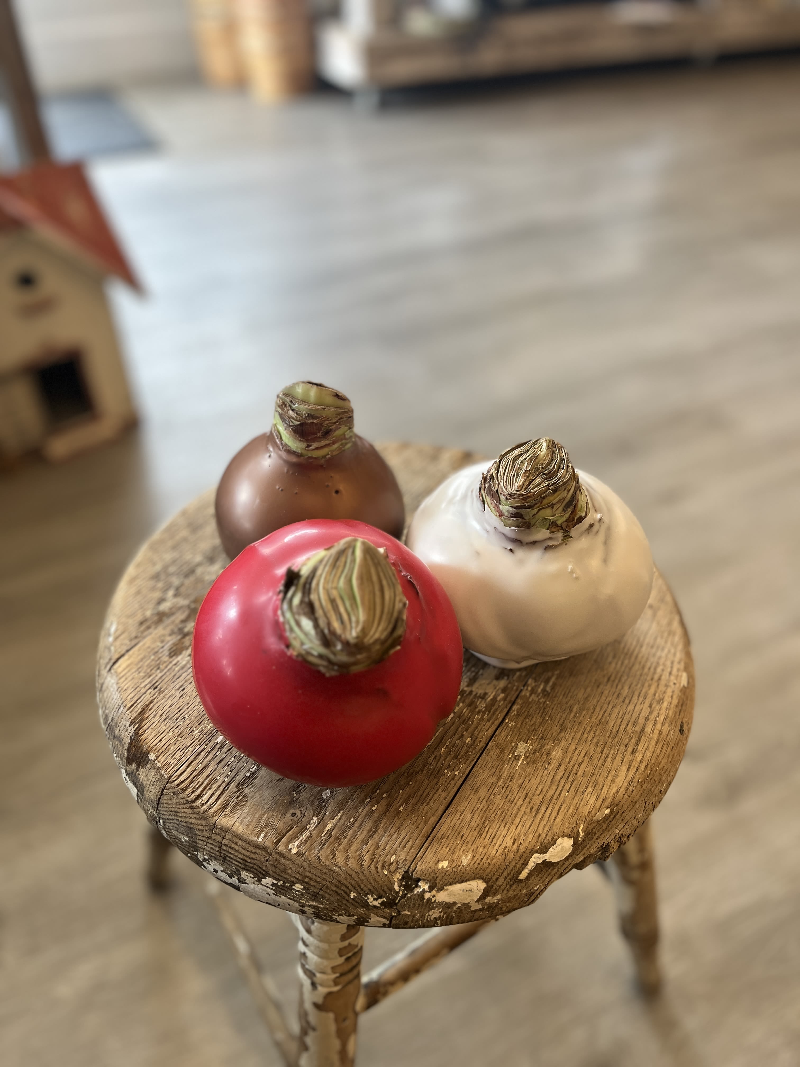 Trio of Waxed Amaryllis Bulbs  - One of our favorite gifts every year!  Enjoy three separate bulbs for magical blooms! Set includes a red wax with a red and white striped bloom, white wax with a red bloom and bronze wax with a white bloom.   *Bulbs will be packaged in our signature kraft bag with tissue and a ribbon.  Our Waxed Amaryllis bulbs are the perfect way to enjoy bold, vibrant blooms anywhere—no soil, no water, no fuss. Simply place them in a bright spot with indirect light and watch as these living works of art transform your space. Each bulb produces stunning stems and flowers that last for weeks, making them ideal for gifting, decorating, or adding instant style to your home or office.  Features:  Waxed bulbs with long-lasting, vibrant color No watering or soil required Thrives in bright, indirect light Perfect for gifting or seasonal décor Bold, dramatic blooms for any space