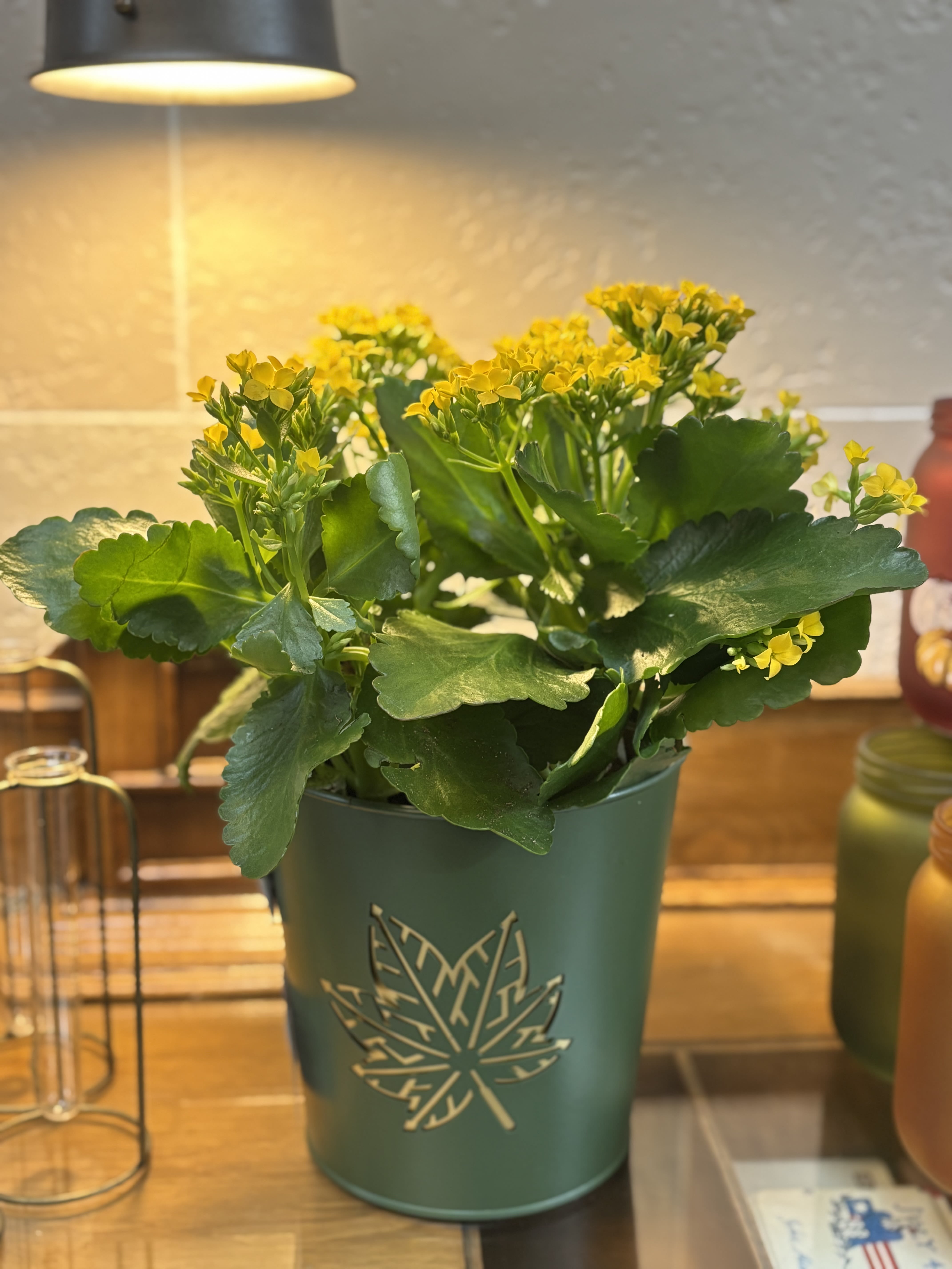 Fall Kalanchoe Fall Kalanchoe - A 6" yellow kalanchoe planted in a green fall bucket.