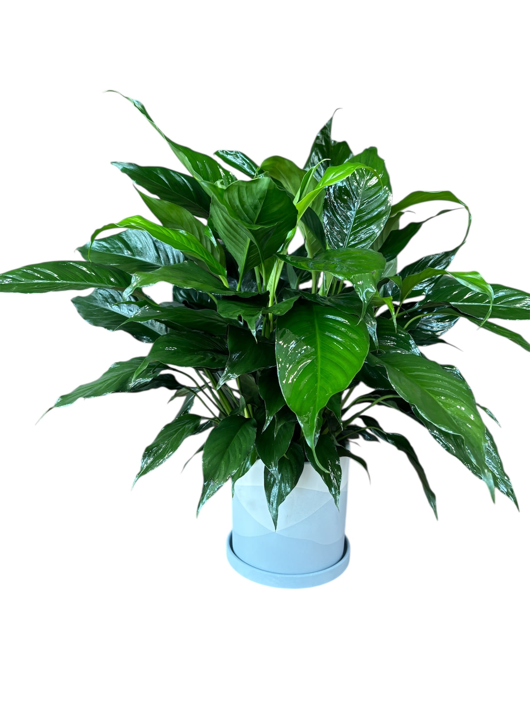 The Spathiphyllum The Spathiphyllum - Plant featuring the famous Peace Lily. The striking, shiny green leaves spill outward, creating a full and healthy appearance, and contrast beautifully with the cool tones of the sculpted ceramic pot.