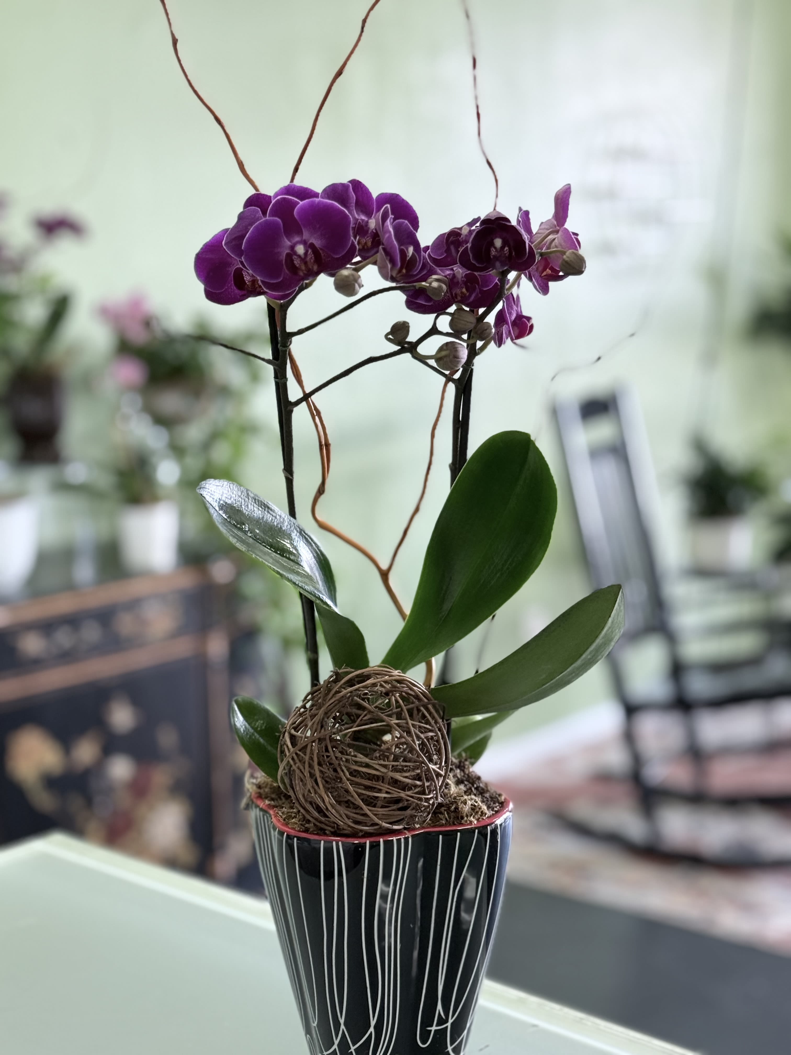 Purple Tea Cup Orchid - 3 Inch Phalaenopsis orchid Plant