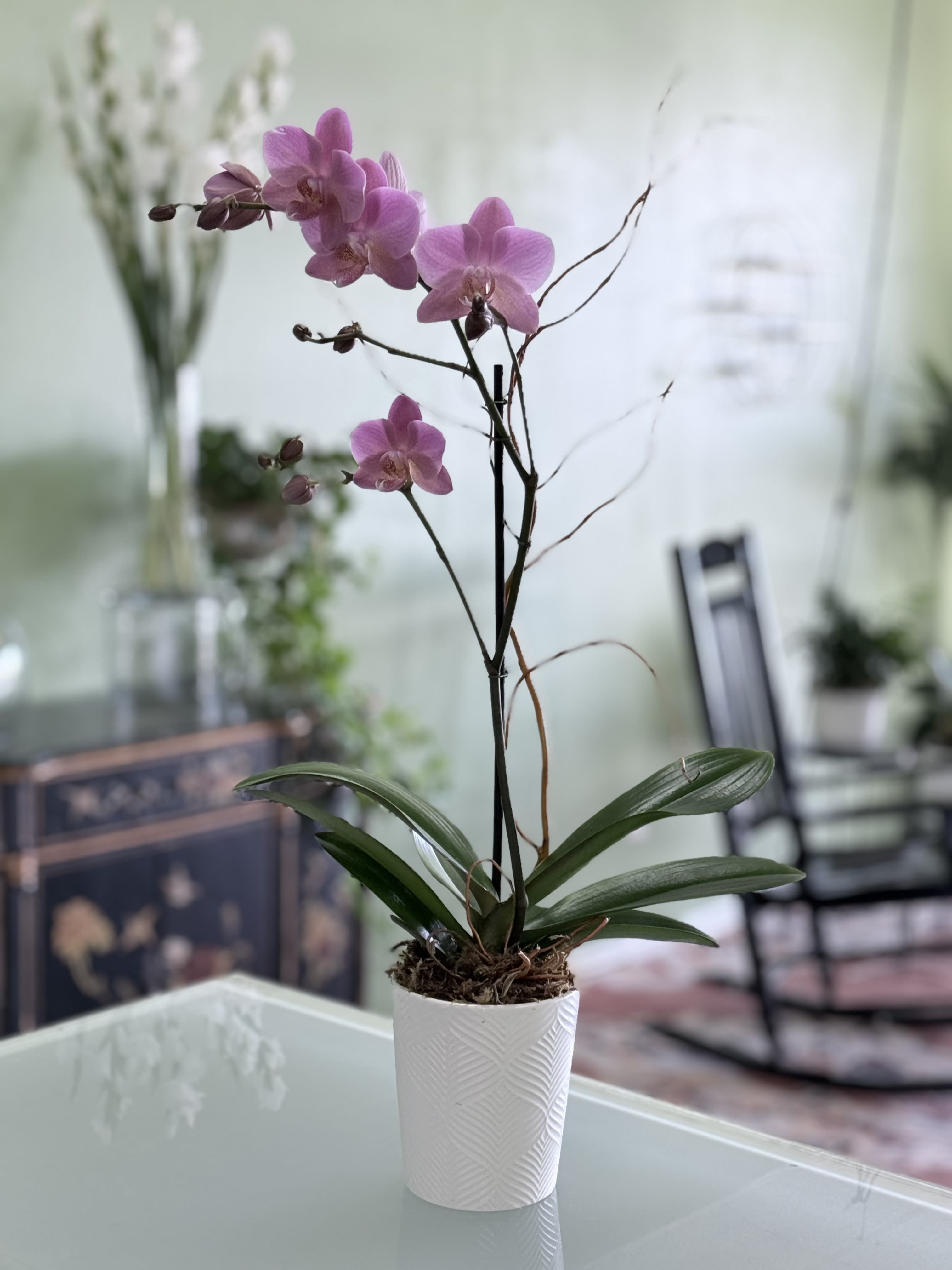 Tea Cup Orchid Plant - 3 Inch Lavender Phalaenopsis Orchid Plant