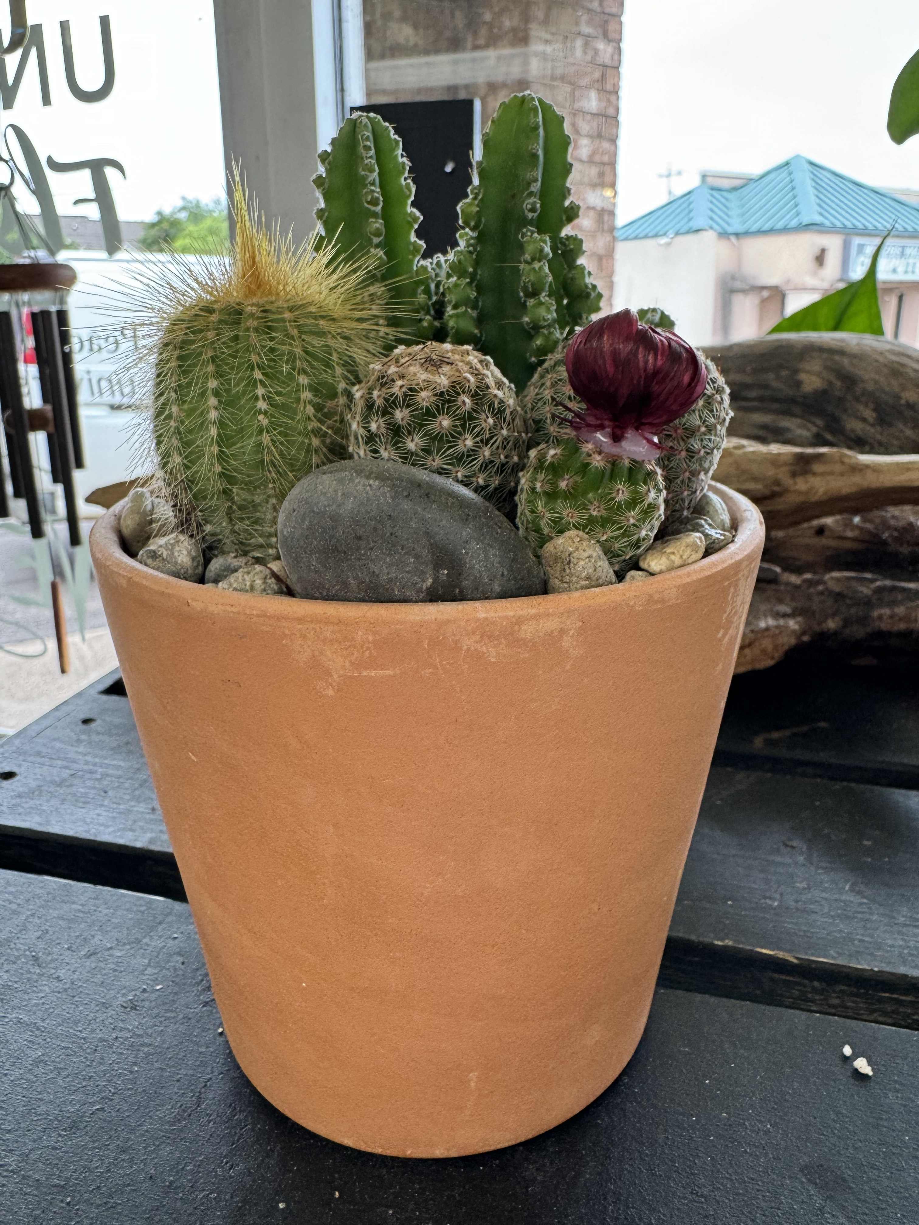 Cactus Garden Cactus Garden - Summertime means cactus-time! Our prickly friends are ready to accompany any busy person who wants an easy to care for pet. Perfect for a dorm, office, or even outside! Choose from our 5 or 7 inch pots, and consider sending it with our Pop-Up Cactus Garden too!