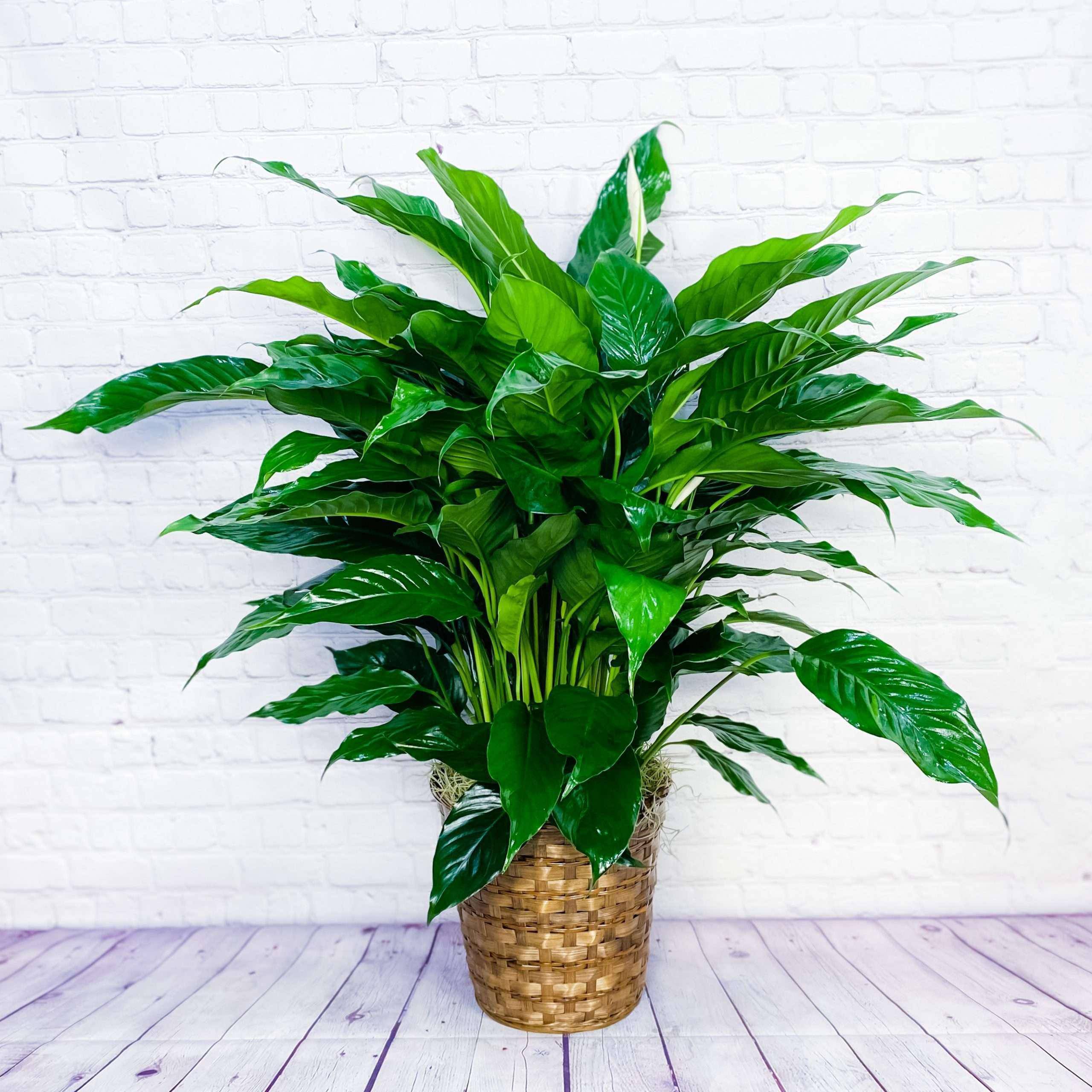 Peace Lily Plant (Spathiphyllum) - Large Peace Lily Plant (Spathiphyllum) - Large - Give peace a chance! Also known as the Peace Lily, the spathiphyllum plant is a popular indoor houseplant that enchants everyone with its glossy, graceful leaves and stunning white flowers. This long-lasting gift is a wonderful way to send your sympathy, or to brighten up a lucky man’s day. Commonly known as the Spath or Peace Lily, this large spathiphyllum plant is delivered in a basket. Size: 40″ H 27″ W