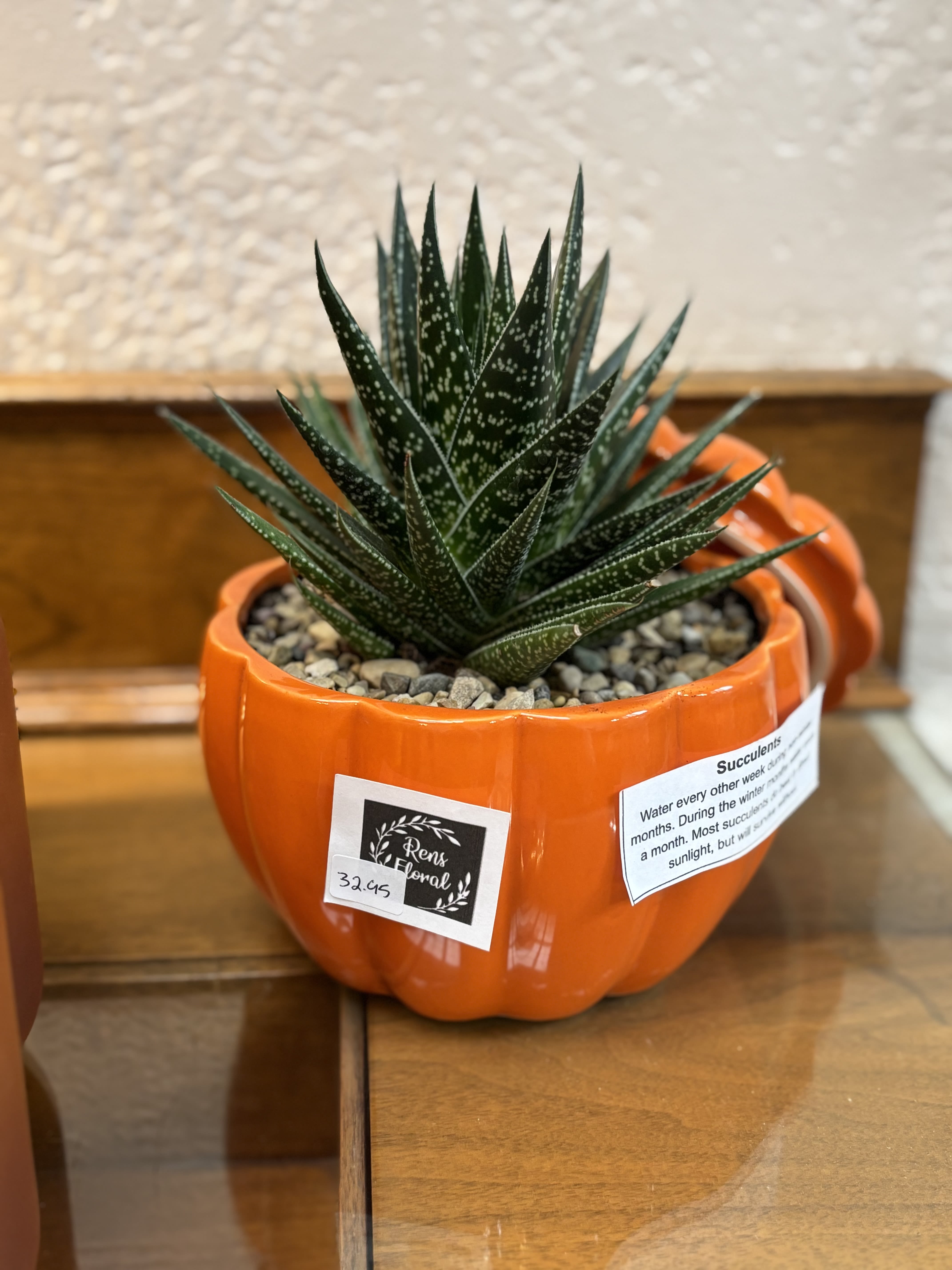 6" Pumpkin Succulent 6" Pumpkin Succulent - A 6" succulent planted in a pumpkin planter. Only available in white. **Lid included**