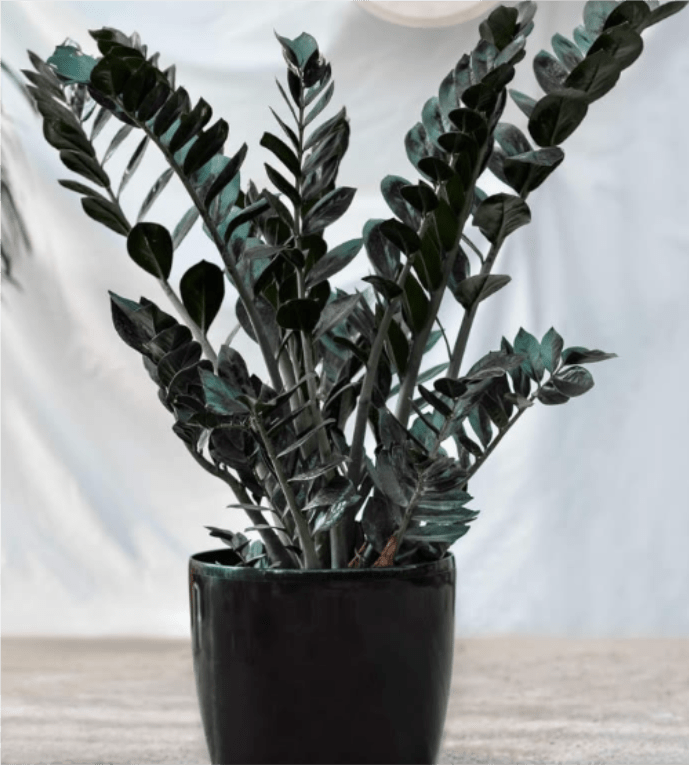 Rare Raven ZZ Plant Rare Raven ZZ Plant - The Raven ZZ plant (Zamioculcas zamiifolia 'Raven') is a trendy houseplant known for its striking dark purple-black foliage and low maintenance requirements. Appearance: The Raven ZZ plant features glossy, deep purple-black leaves that emerge as bright lime green and darken over time. This unique color transformation makes it a visually appealing addition to any indoor space. Growth: It is a slow-growing plant that can reach heights of up to 4 feet with proper care. The plant is part of the Costa Farms “Trending Tropicals” collection and has gained popularity since its introduction in 2019 Care Requirements Light: The Raven ZZ plant thrives in bright, indirect light but can tolerate low light conditions. However, growth may slow down in lower light. Avoid direct sunlight, especially harsh afternoon rays, to prevent leaf burn. Watering: This plant is drought-tolerant due to its thick rhizomes that store water. Water only when the top two inches of soil are dry, approximately every two weeks in summer and less frequently in winter. Overwatering can lead to root rot, so it's essential to ensure proper drainage. Soil: Use a well-draining soil mix, ideally amended with perlite or sand to enhance drainage.
