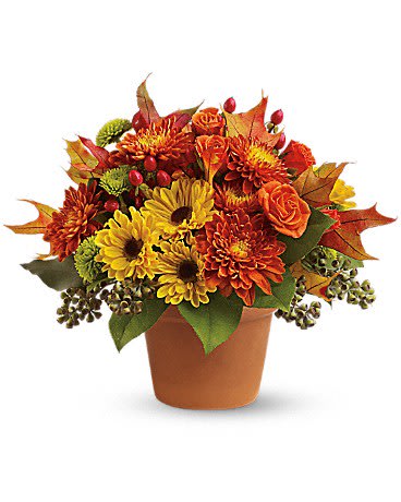 Sugar Maples - Chrysanthemums in autumnal colors of yellow bronze and green - set off by fiery orange roses seeded eucalyptus and hypericum - nestle together with brilliant fall leaves to create a bright floral arrangement that's reminiscent of a walk in the woods at sugar maple time. A terra-cotta pot adds a rustic touch.