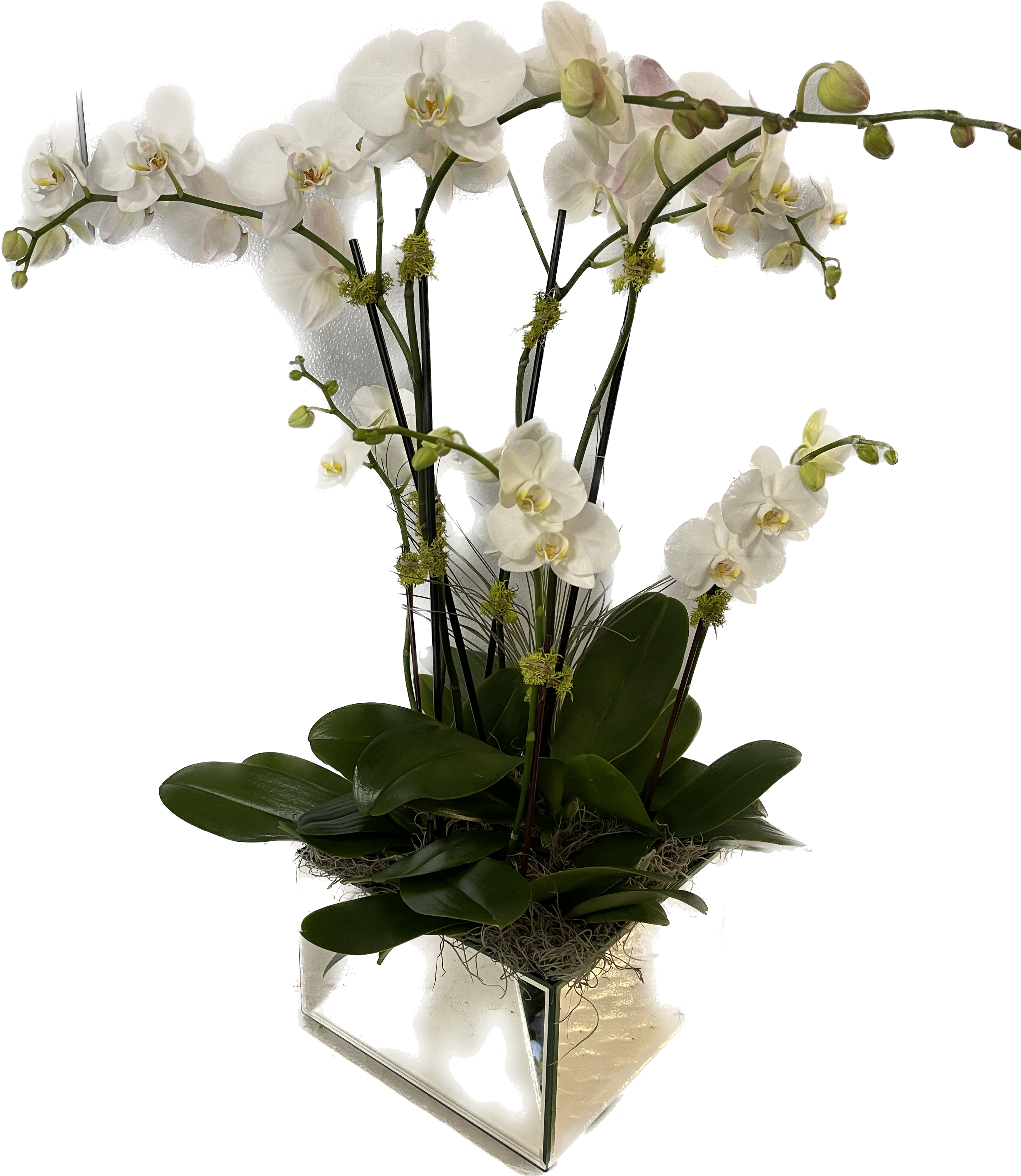 Mirror box white splendor Mirror box white splendor - 2 double stem and 3 single mini white phalaenopsis orchids with an air plant in a stunning mirror box planter