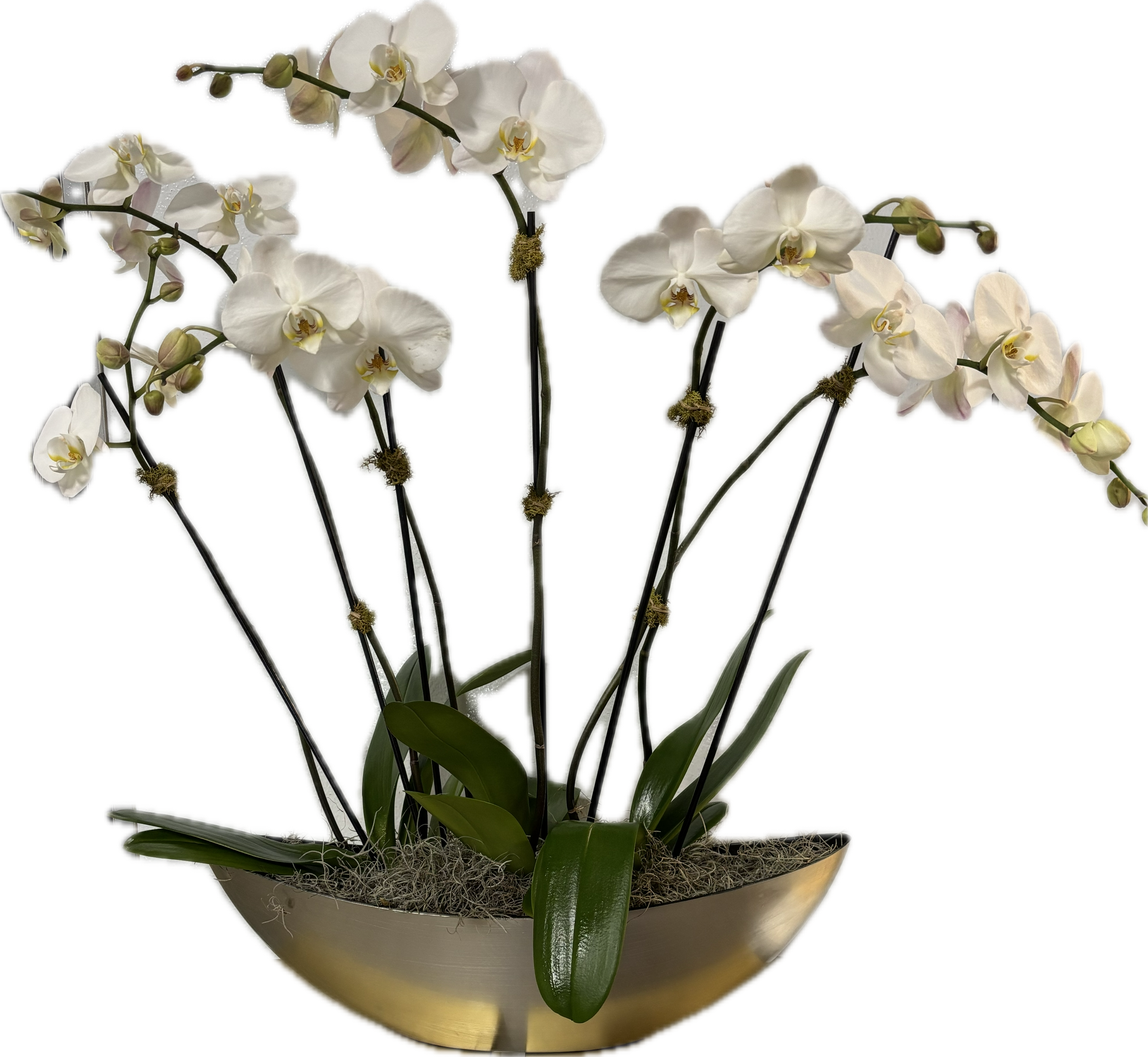 Trio Trio - Gold container 23"long with 3 gorgeous double stem white phalaenopsis orchids. Stunning!!