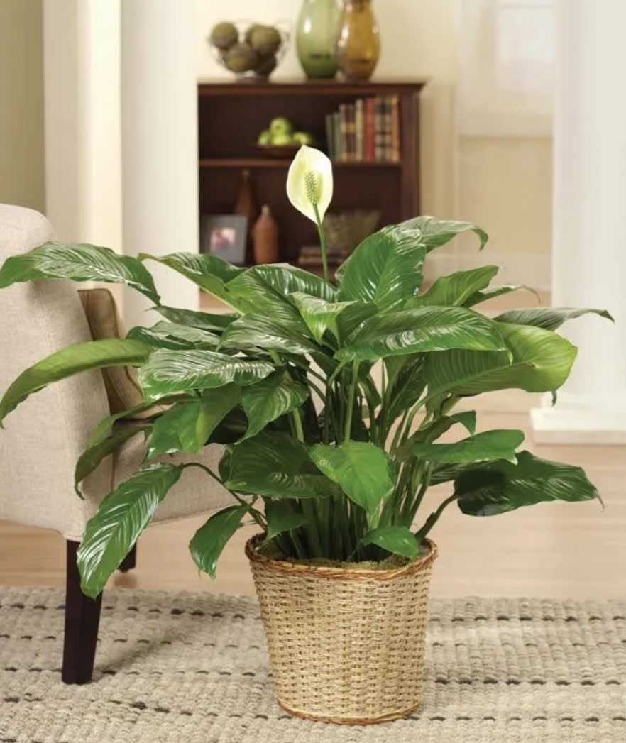 Simply Elegant Spathiphyllum - 8' To 10" With Bow Simply Elegant Spathiphyllum - 8' To 10" With Bow - When you want to make a big impression sending a beautiful spathiphyllum 8" to 10" with bow is practically heaven sent. With its glossy leaves and brilliant white blossoms this plant is super easy to care for. At the same time it cares for indoor environments as well cleansing the air of several toxic elements. It's simply elegant and simply wonderful.