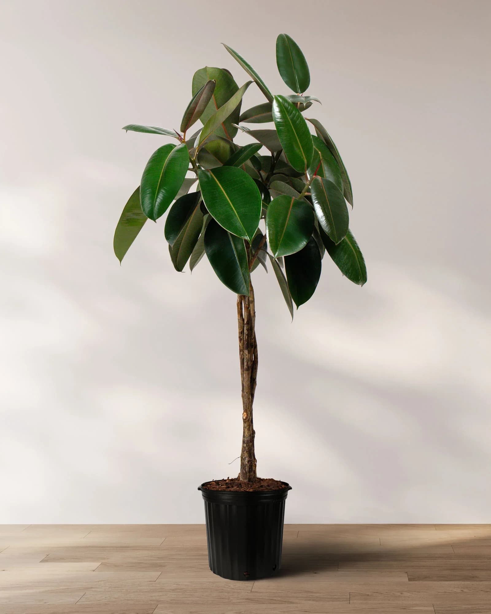 Braided Rubber Tree Braided Rubber Tree - A braided rubber tree, often a variety of Ficus elastica like the Burgundy Rubber Tree, is a striking indoor plant known for its sculptural form and rich foliage. This plant is not only visually captivating but also contributes to cleaner indoor air. Its braided trunk adds a handcrafted touch, making it a favorite for modern and minimalist interiors.
