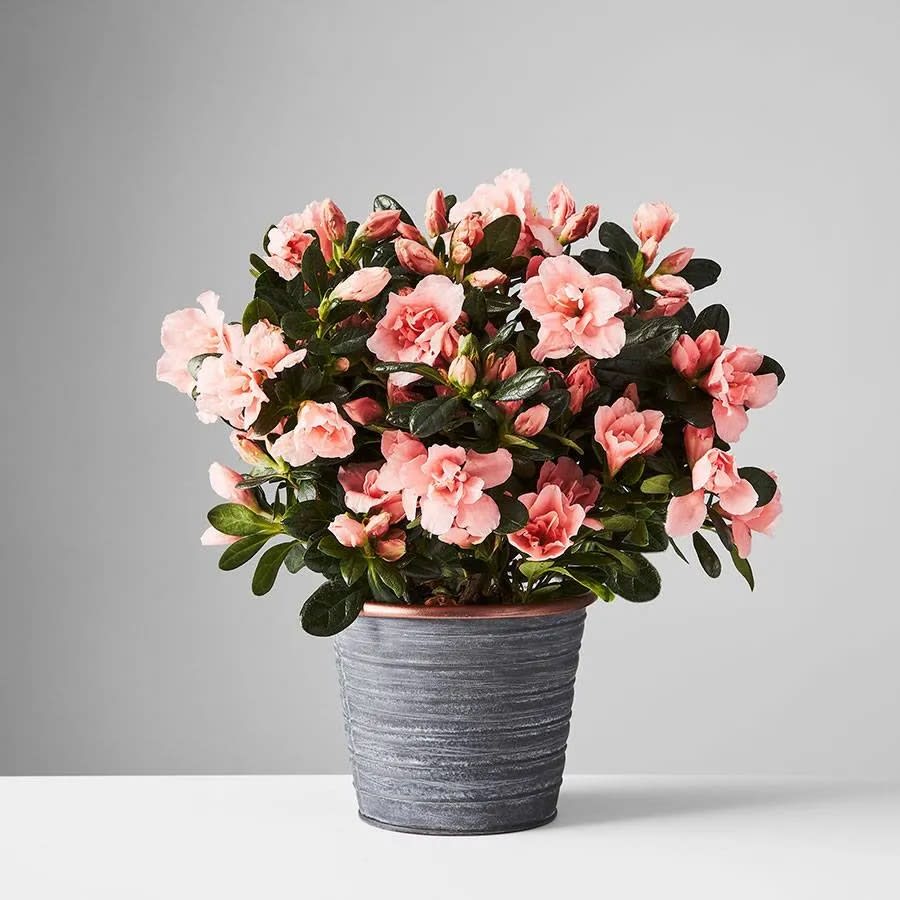Azalea Plant Azalea Plant - A cheerful way to light up a room, azaleas will transition to your yard or deck and like filtered light and frequent watering. They symbolize love and gentleness so send them to somebody you appreciate and care for. Container and bloom color may vary