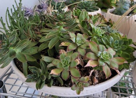 Succulent Garden  - A succulent garden inspired by the beautiful flora of California. A simple and sleek concrete bowl filled with a variety of succulents nestled among stones. A sturdy and impactful gift that will last for years and will bloom! A fresh and uplifting gift for so many occasions.   Plant is 12&quot; wide and 7&quot; tall. Weighs approximately 10 pounds. 