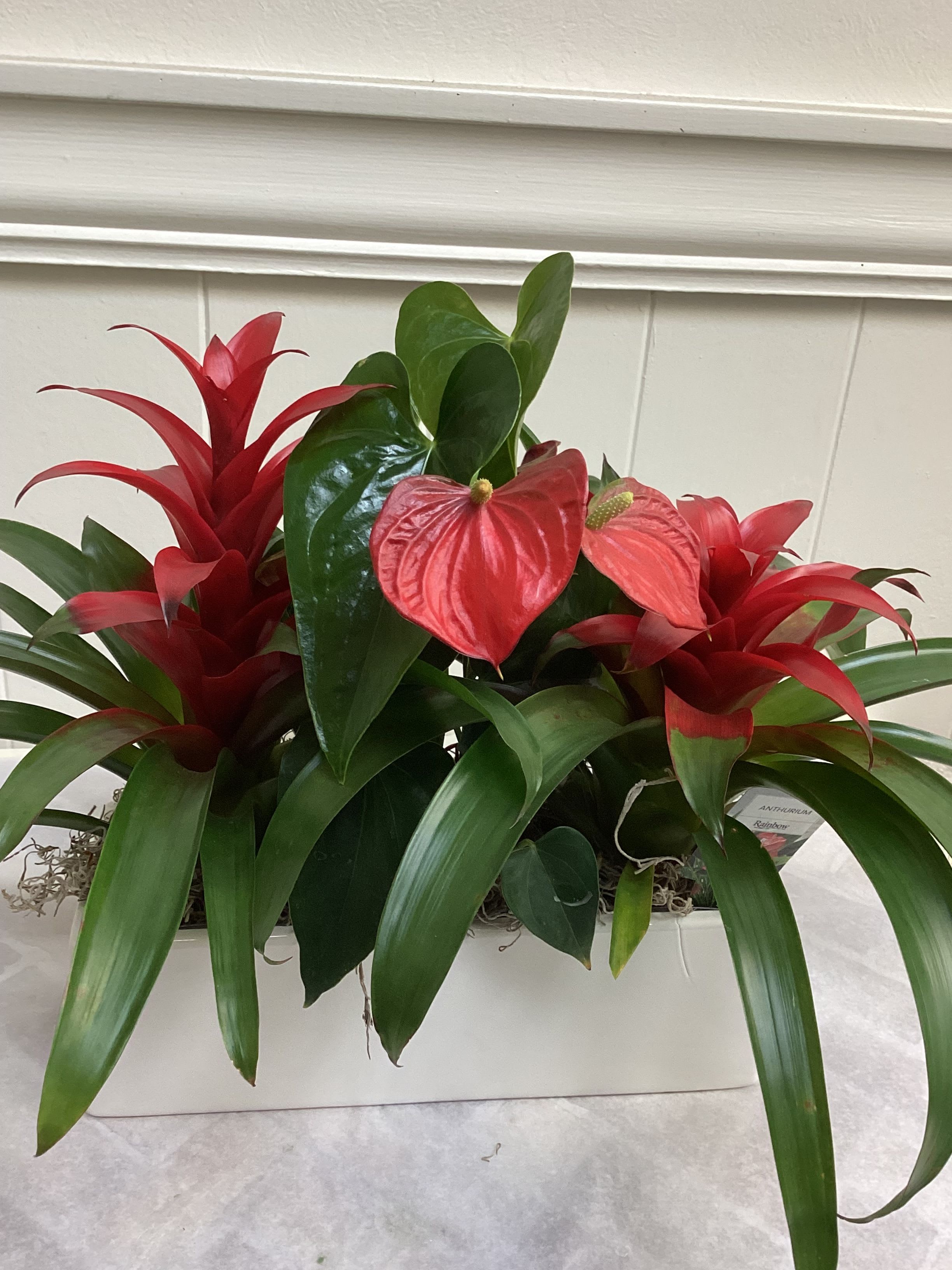 Vibrant Tropical Planter - Three tropical plants in a glossy and vibrant white oblong ceramic pot.   The perfect gift, this planter requires bright indirect light and very little care. Usually available in plants of red: anthurium and bromeliads.  (Or you may prefer to add orange or yellow bromeliads.)