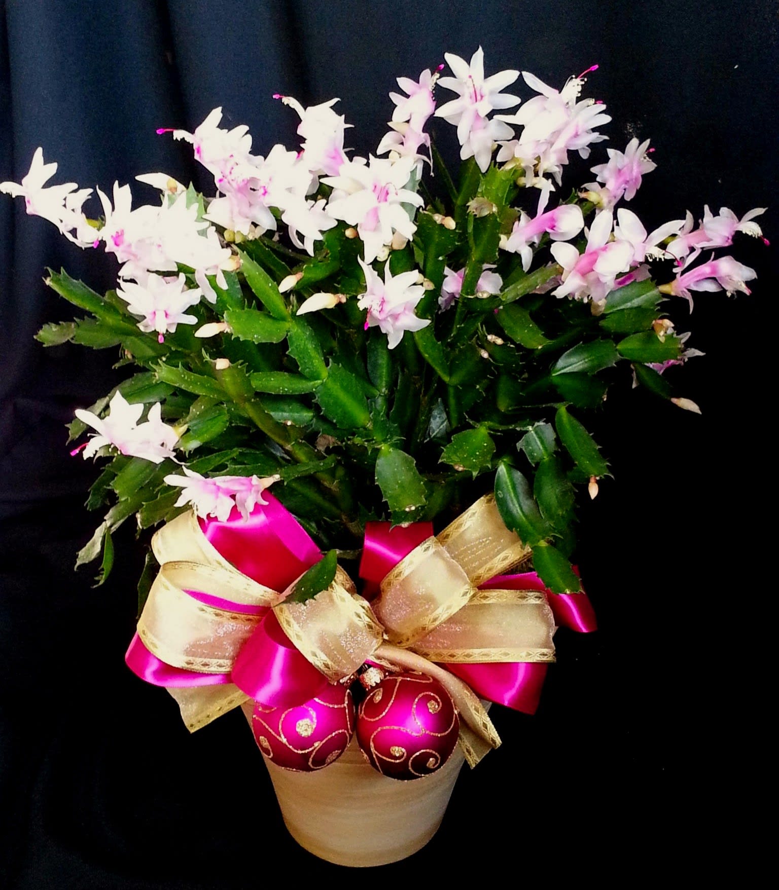 Christmas Cactus 2 - Prolific Christmas cactus blooming plants come in many fun holiday shades: red, fuchsia, coral, magenta and white. We will pot your gift and decorate it with mini ornaments and a big festive bow. Order early for best selection of colors. Color and container will vary. 