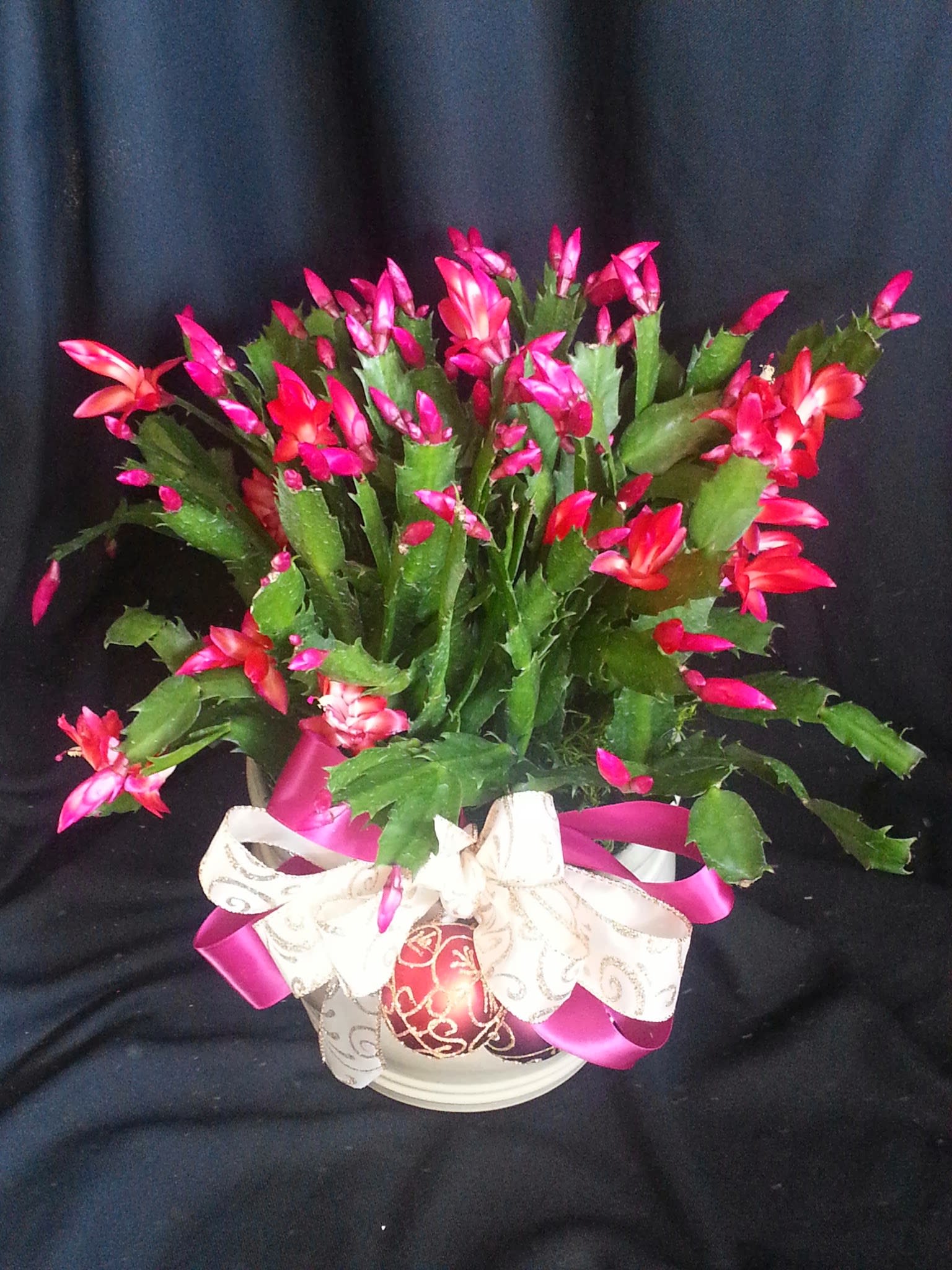 Christmas Cactus Dressed and Potted Christmas Cactus Dressed and Potted - Prolific Christmas cactus blooming plants come in many fun holiday shades: red, fuchsia, coral, magenta and white. We will pot your gift and decorate it with mini ornaments and a big festive bow. Order early for best selection of colors. Color and container will vary.