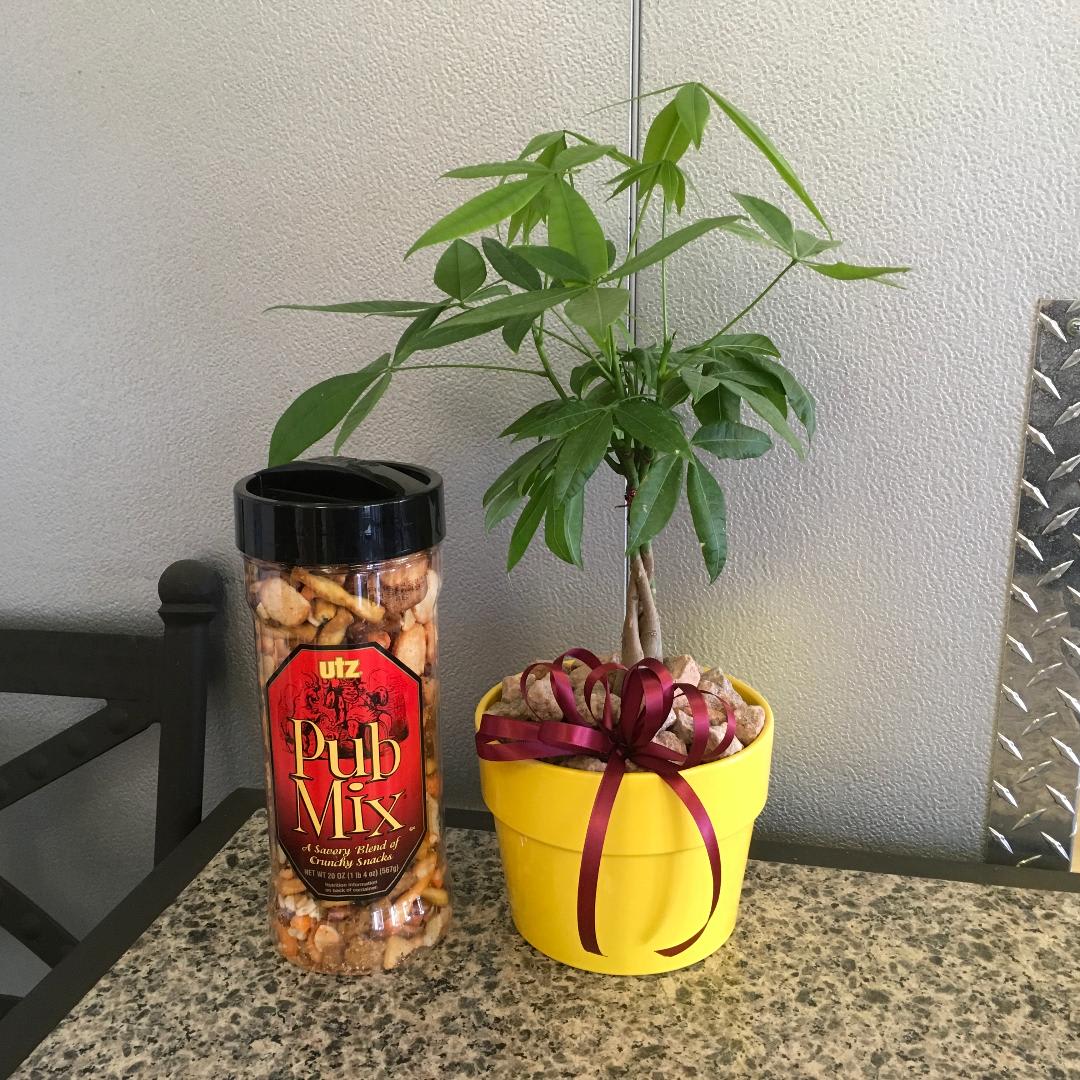 Money Tree &amp; Pub Mix - As shown