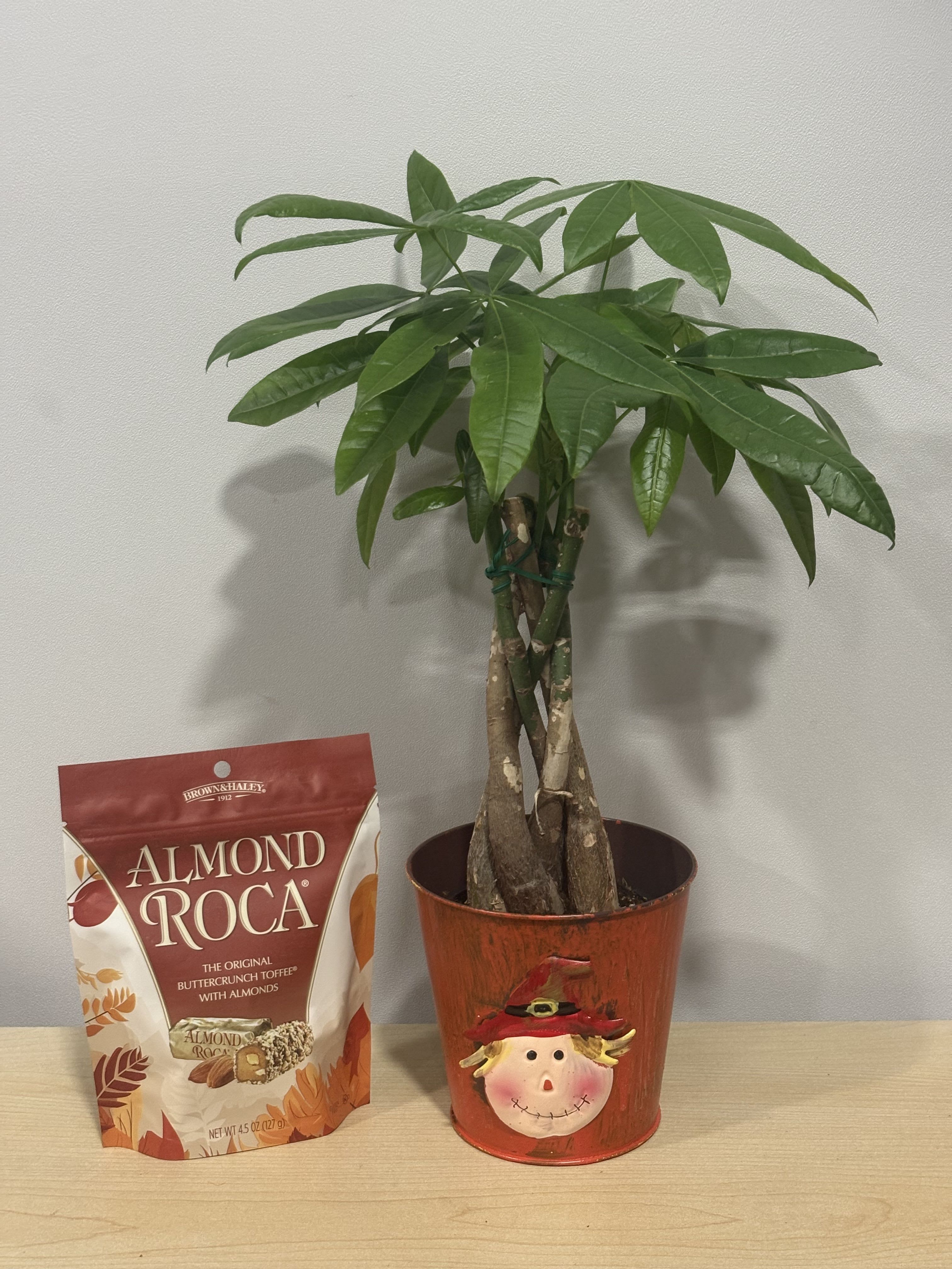 Fall Money Tree &amp; Roca - As shown 