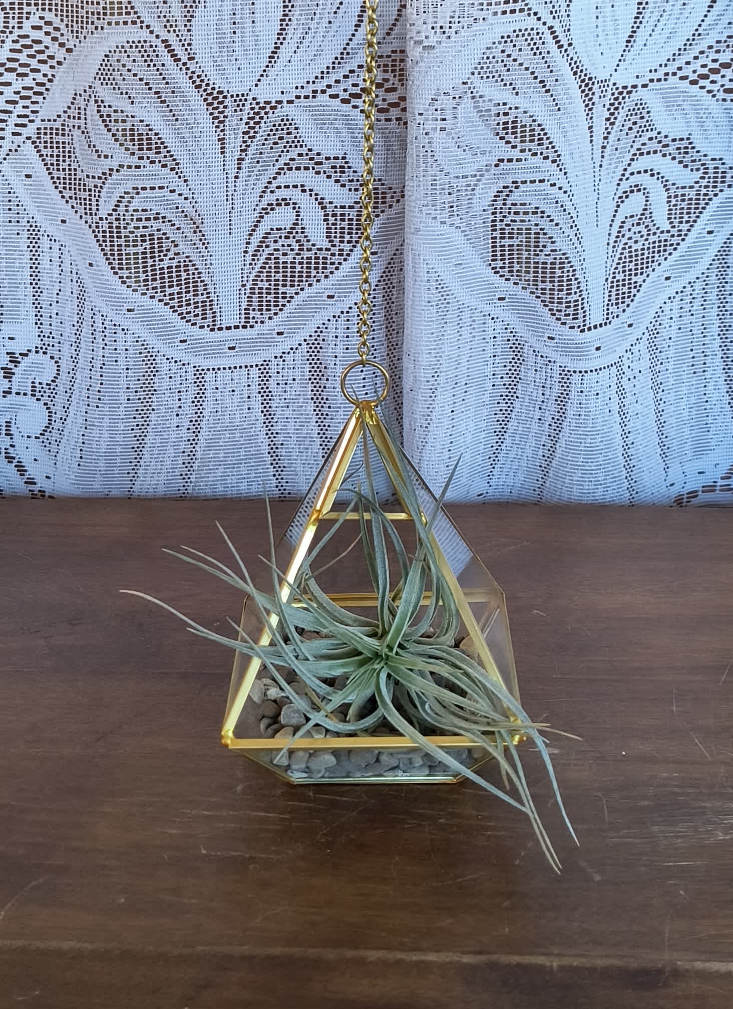 Tillandsia Fancy - Air Plant!  This medium size Tillandsia comes in a glass geometric shaped hanger trimmed in brass.