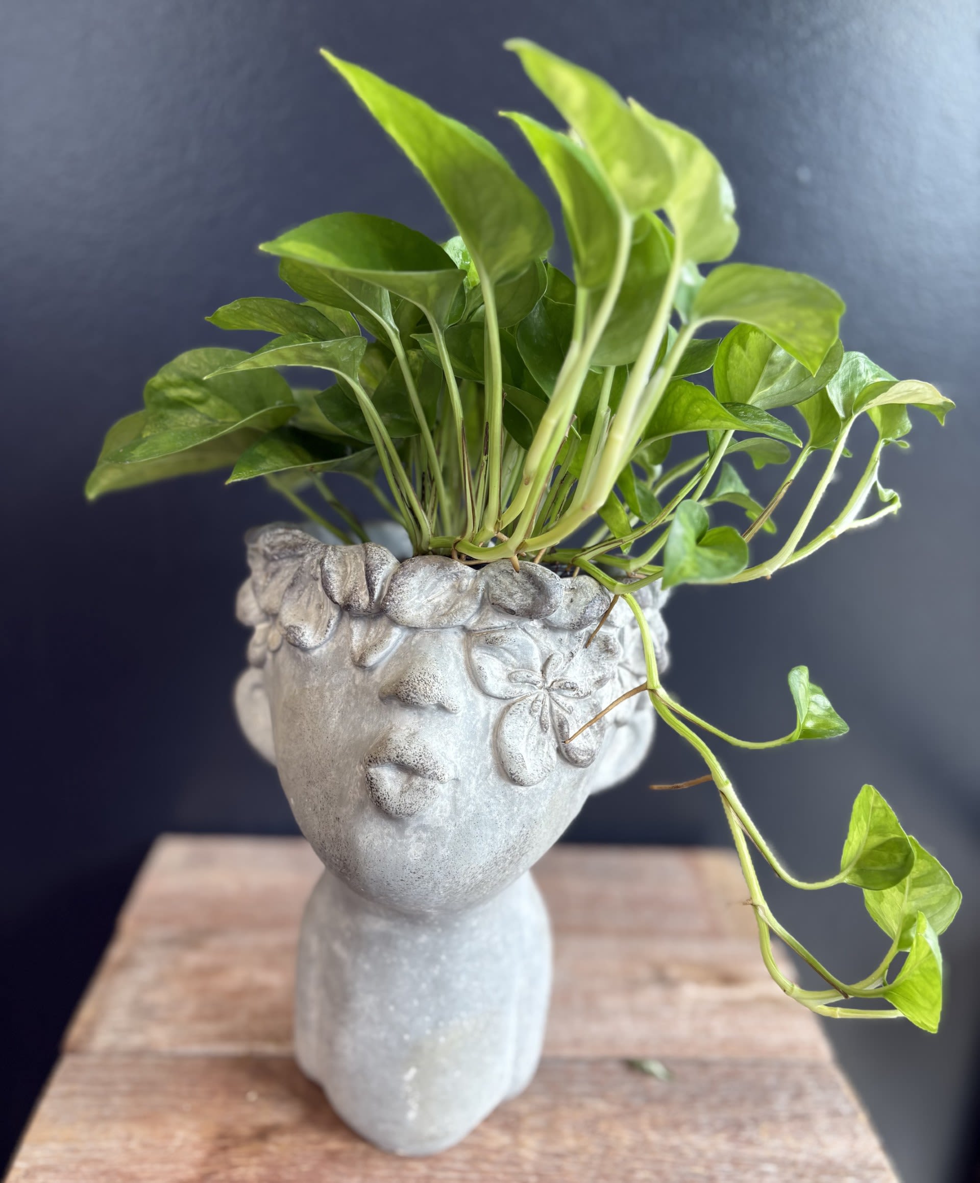 Lady Luna Lady Luna - The lady head planter is a sculptural blend of art and nature—an expressive vessel that transforms greenery into a living hairstyle. Crafted from concrete, Nestled atop her head is a small plant—creating the illusion of lush, leafy hair. As the plant grows, it adds personality and flair, turning the planter into a dynamic piece of living art. Plant type may vary Perfect for desktops, shelves, or sunny windowsills, the lady head planter brings charm, whimsy, and a touch of boho chic to any space. It’s not just a pot—it’s a muse for your plants.