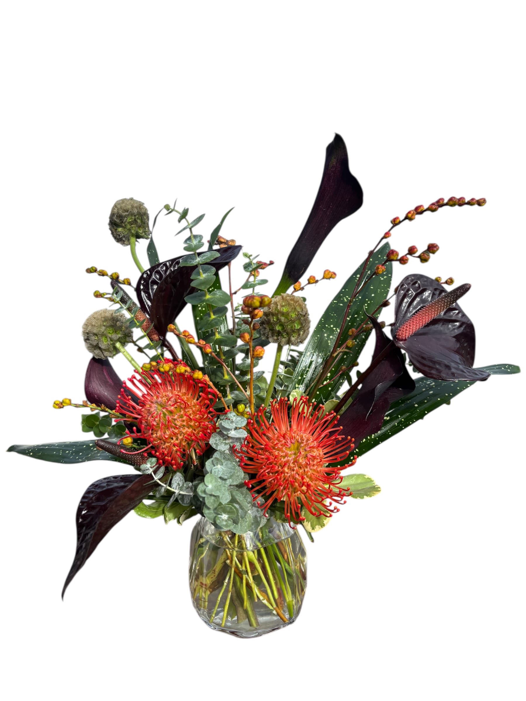 Dark Romance Dark Romance - A captivating and unique arrangement that combines dramatic, deep hues with fiery pops of color with its exotic flowers. Two striking Orange Pin Cushion Proteas anchor the bouquet, their intricate texture contrasting with the sleek, almost black Calla Lilies and dark burgundy Anthurium. Eucalyptus provides a cool, silvery-green backdrop, while textured pods and berries add a wild, natural feel. This arrangement is perfect for someone who appreciates bold, artistic design.