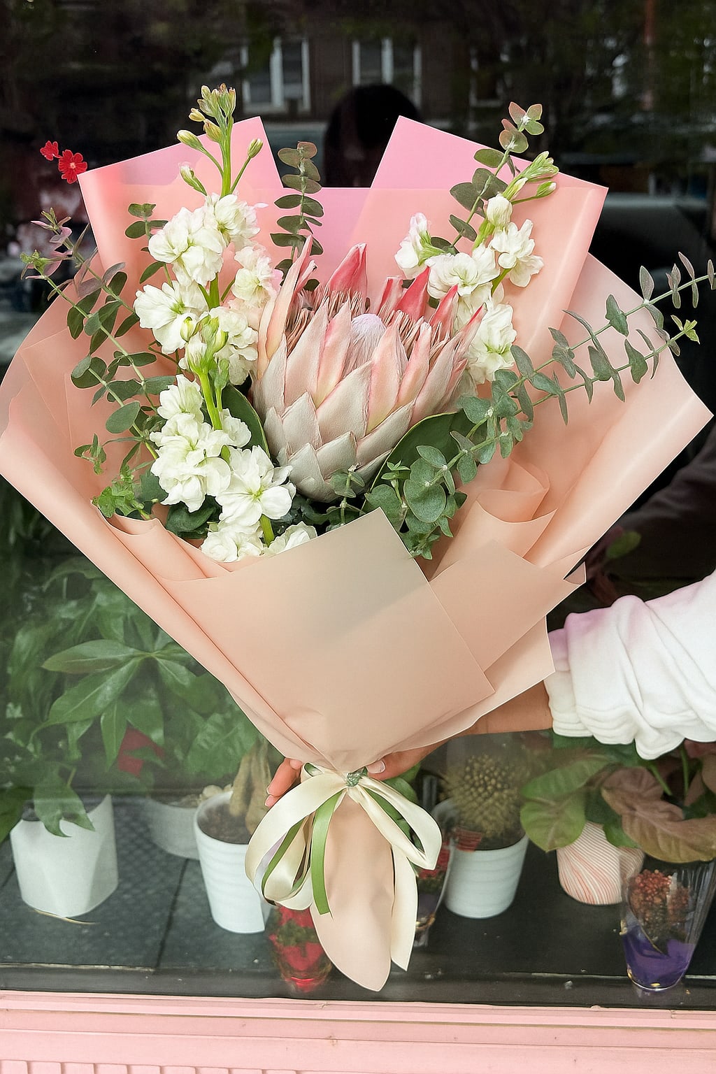 Tropical Queen.    The photo shows the standard size. - The photo shows the standard size.