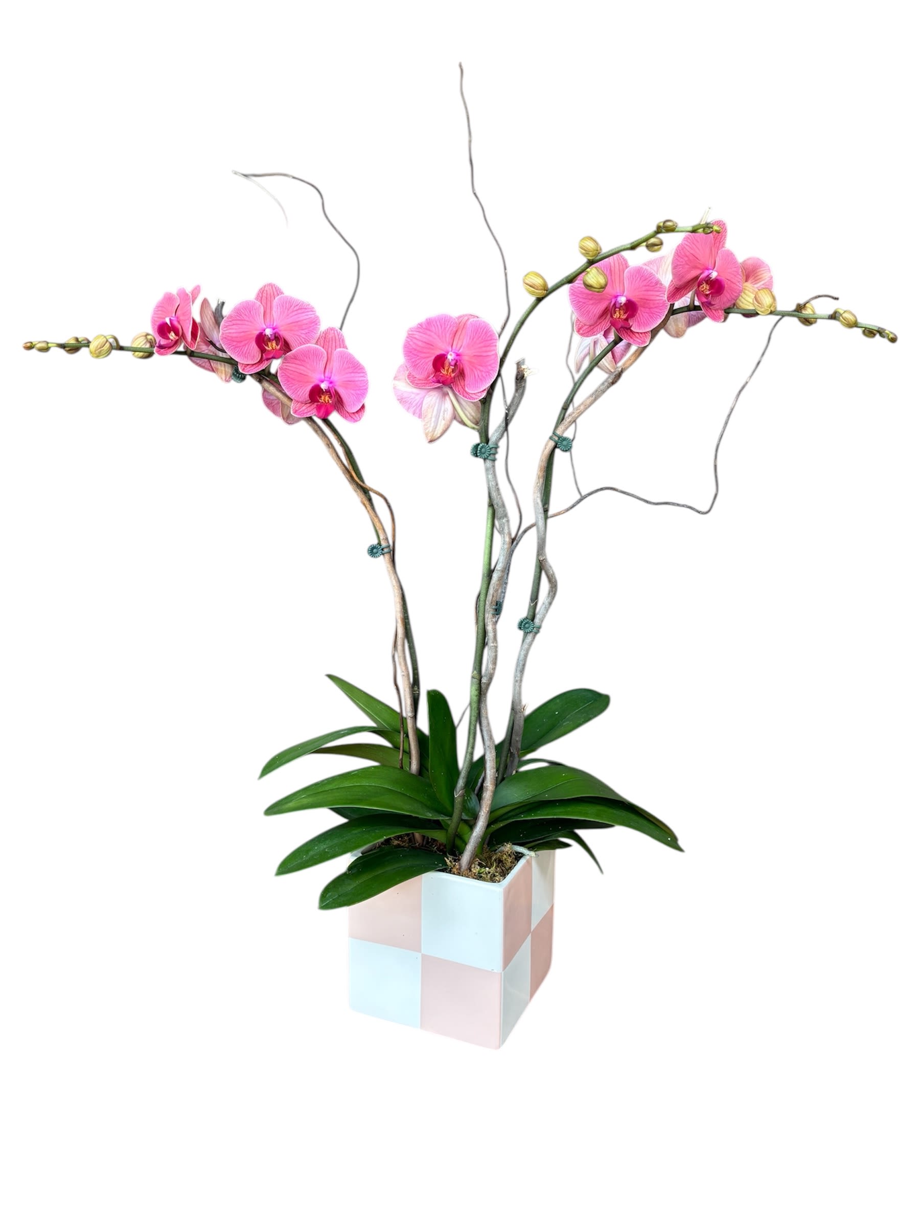 Modern Muse Modern Muse - This arrangement is a work of art, featuring three pink/peach phalaenopsis orchids. The clean lines of the checked pot and the architectural drama of the natural wood supports make this a perfectly balanced and fashionable statement piece.