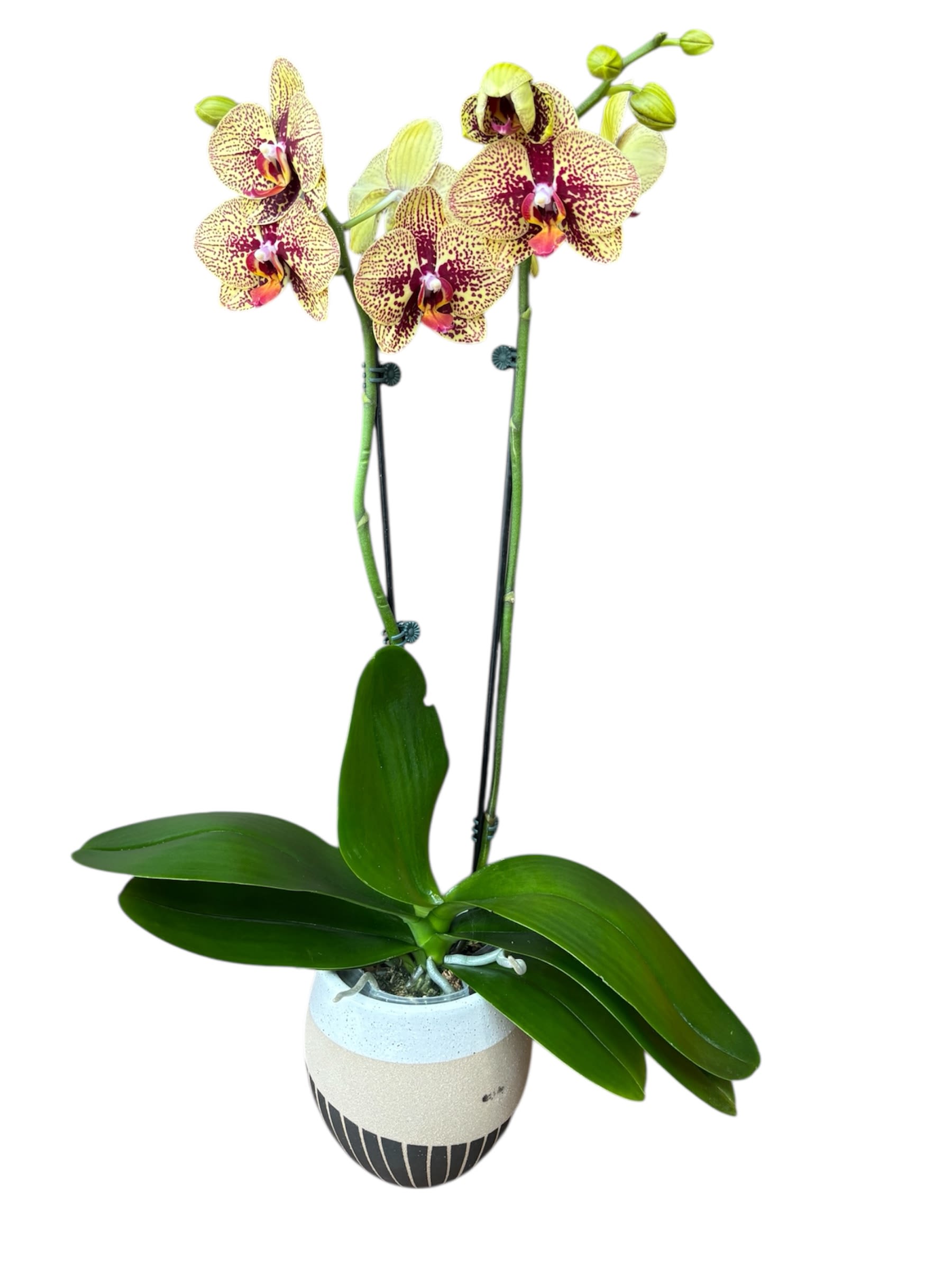 Speckled Orchid Plant Speckled Orchid Plant - A classic double-stem yellow speckled phalaenopsis orchids plant in a ceramic planter.