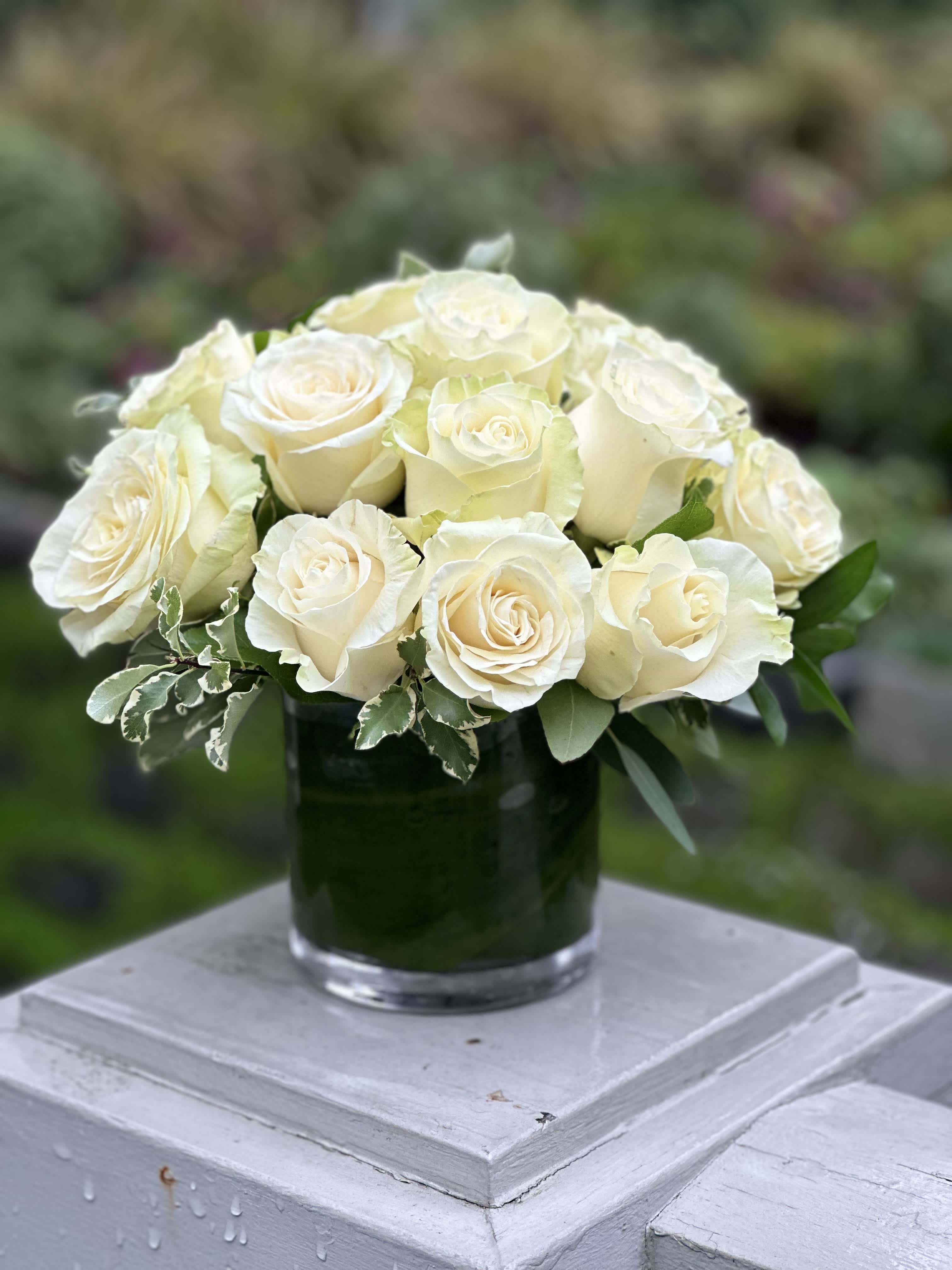 White Rose Cylinder White Rose Cylinder - Make your sweetheart smile with this modern take on classic white roses. This low & compact style arrangement is perfect for a nightstand or desk. Choose from 12, 18, or 24
