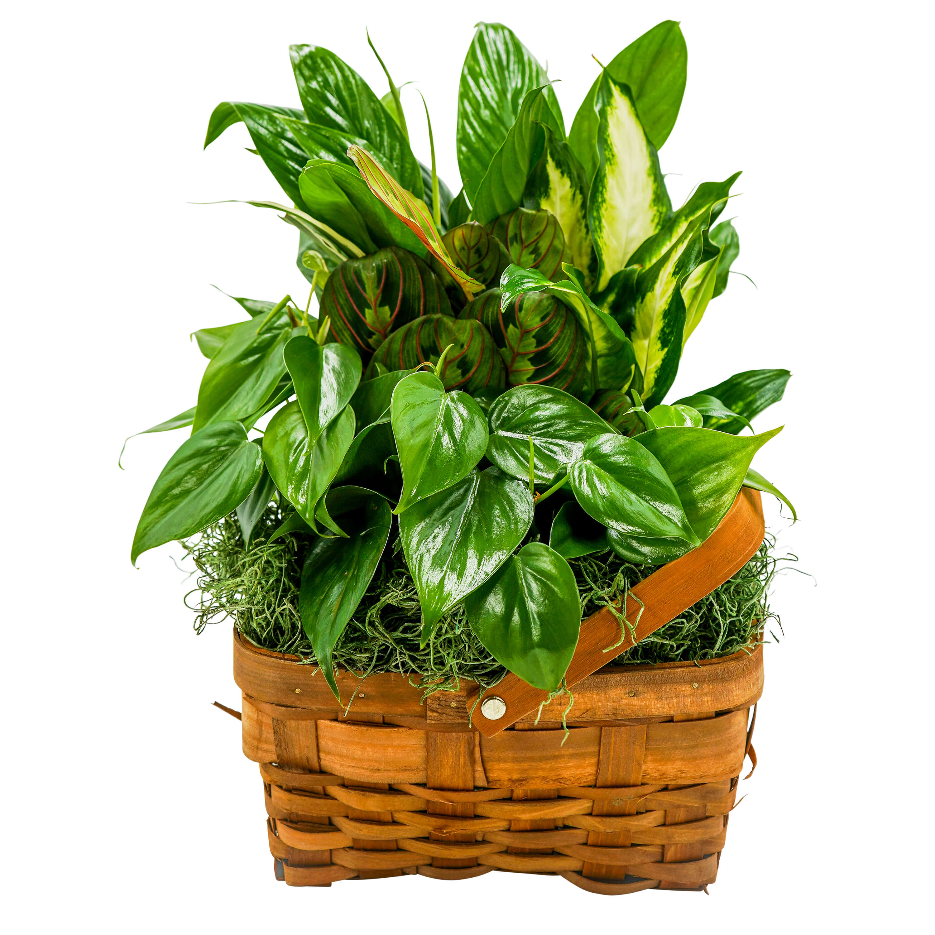Forever Green Mixed Basket Forever Green Mixed Basket - A small basket of mixed plants. Basket and plants can vary.