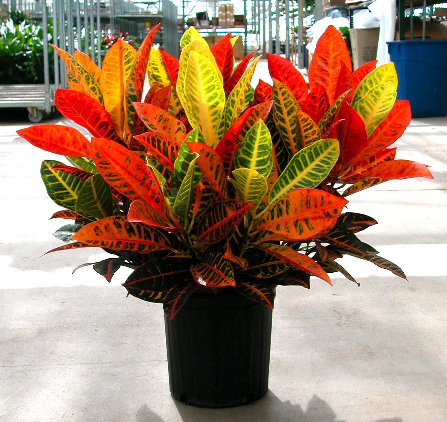 6'' Croton Plant 6'' Croton Plant - Just one glance at this breathtaking croton plant and you’ll be daydreaming of a tropical paradise. The large multi-colored leaves of this extraordinary plant are sure to spruce up any home or office environment. Wicker basket and bow included.