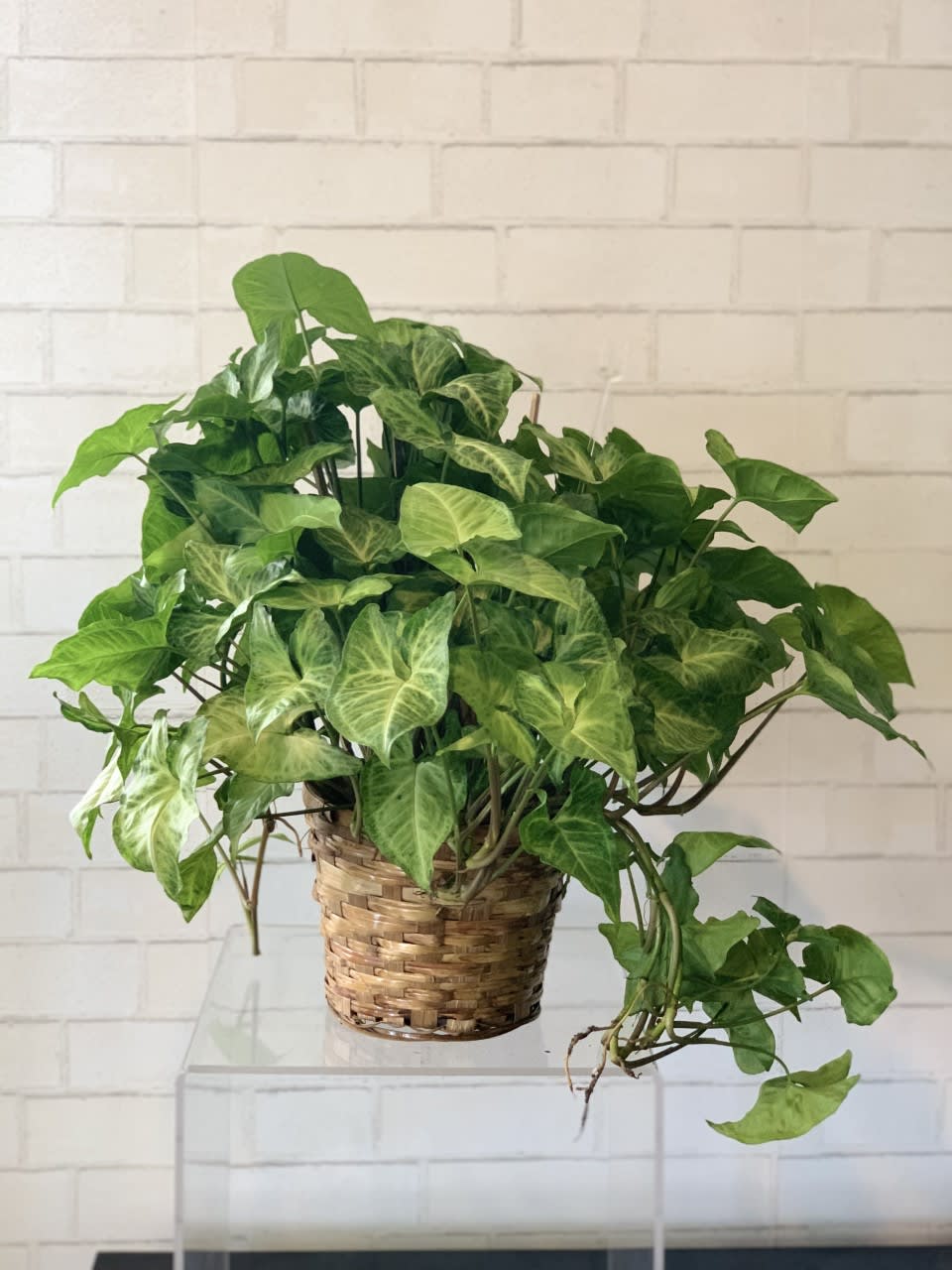 Nephthytis Plant Nephthytis Plant - The Nephthytis plant, more commonly known as the arrowhead plant, this plant is a favorite among beginners thanks to its forgiving nature and decorative foliage