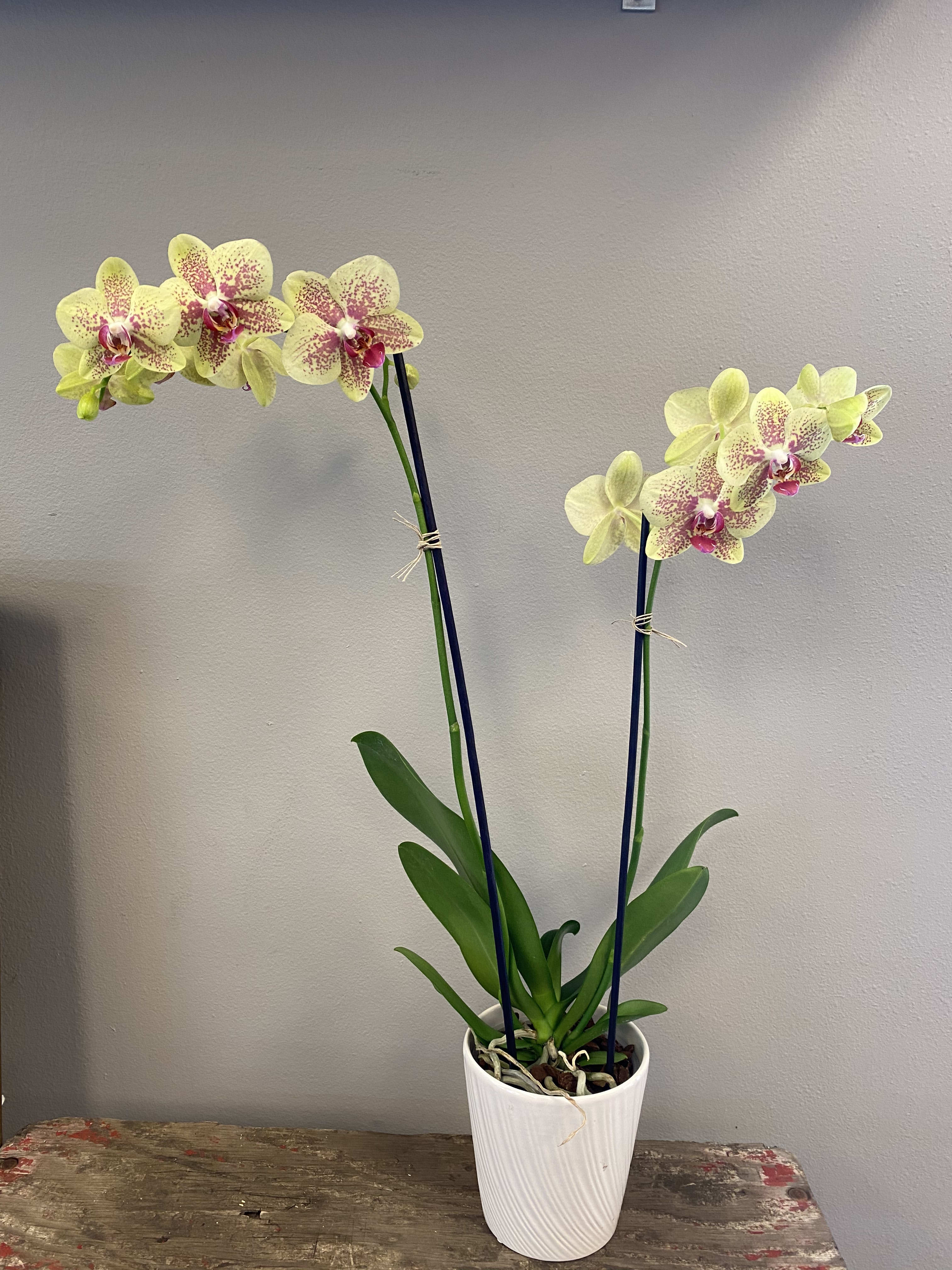 Orchid Green/Yellow-2 spikes - The exotic orchid, this thing of beauty gets more than its fair share.  A perfect choice for a celebration or for an expression of sympathy. Orchid color will vary- but will be in the yellow/chartreuse color notes.  There may be white or deep pink  included (in a speckled pattern).  See photo gallery below for some of the orchids we've sent out in the past with this item.  The pot the orchid arrives in is a ceramic pot in a complimentary color.