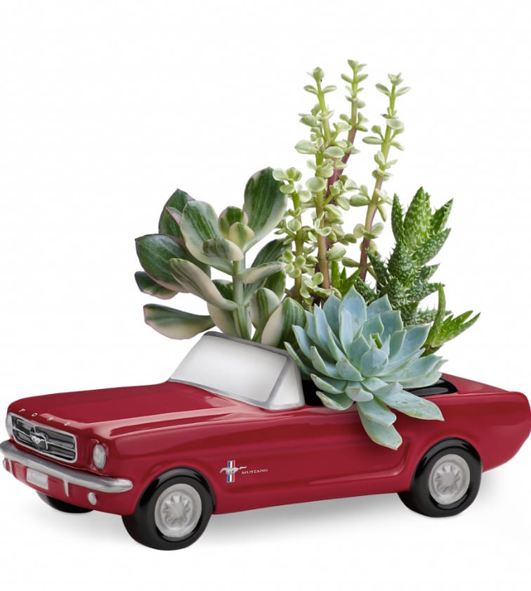 Dream Wheels '65 Ford Mustang by Teleflora Dream Wheels '65 Ford Mustang by Teleflora - This Father's Day, get Dad's motor running with this collectible gift! In the perfect shade of poppy red, this classic ceramic '65 Ford Mustang presents an array of living succulent plants. What a beautiful, fun-filled display for dad's desk or bedroom!This living arrangement includes a variety of succulent plants. Delivered in a '65 Ford Mustang collectible keepsake. Approximately 10 1/4" W x 10 1/2" H