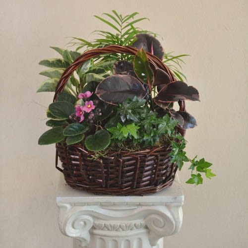 Garden Basket with Blooming - Variety of Live Plants and Violet in a Beautiful Basket 