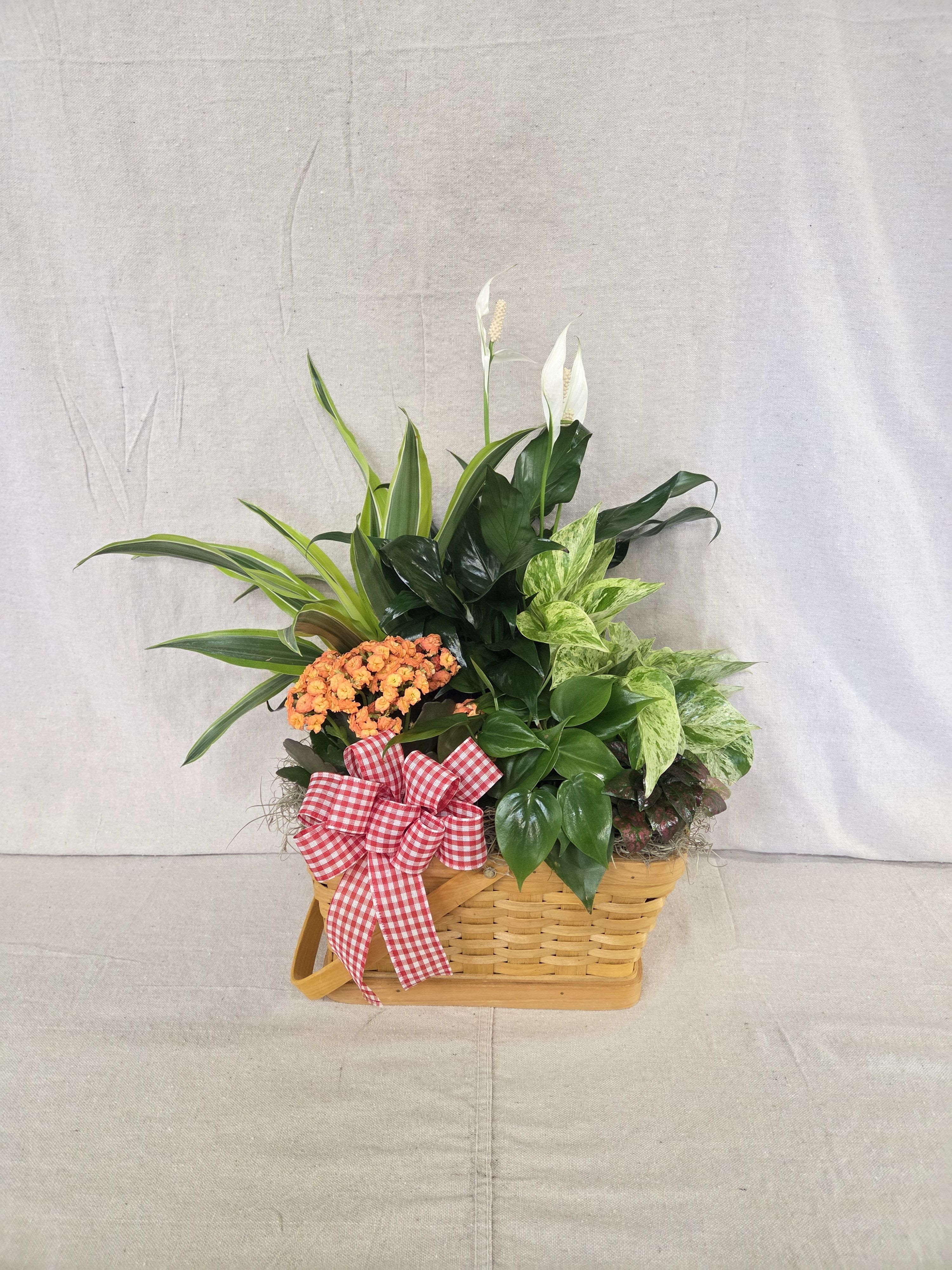 Blooming Garden Plant Basket Blooming Garden Plant Basket - A lush green planter is a perfect way to send your best wishes. A wonderful mix of green and flowering tropical plants. Plant choices, bow and container may vary.