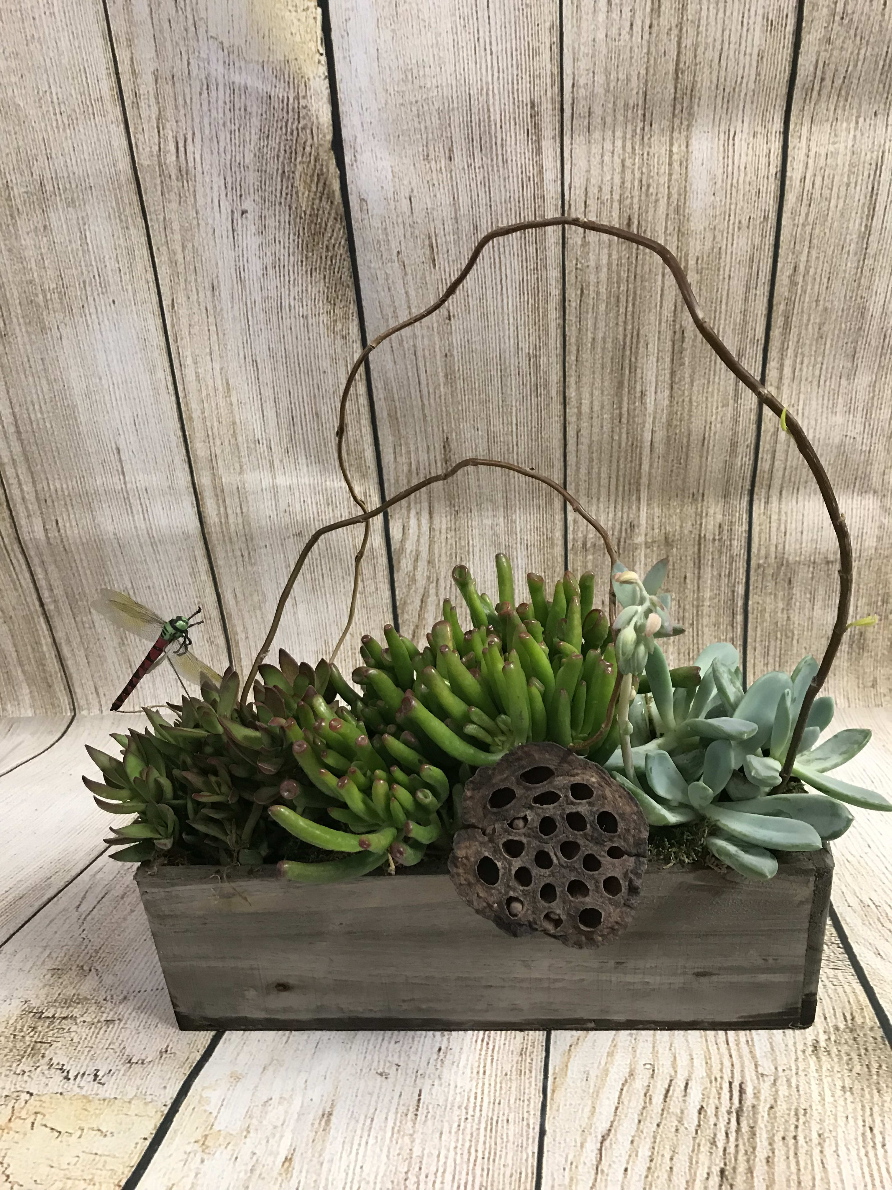 &quot;FRANKIE&quot; - A succulent garden nestled in a rustic wooden box. Accented with twigs, pods and a butterfly.