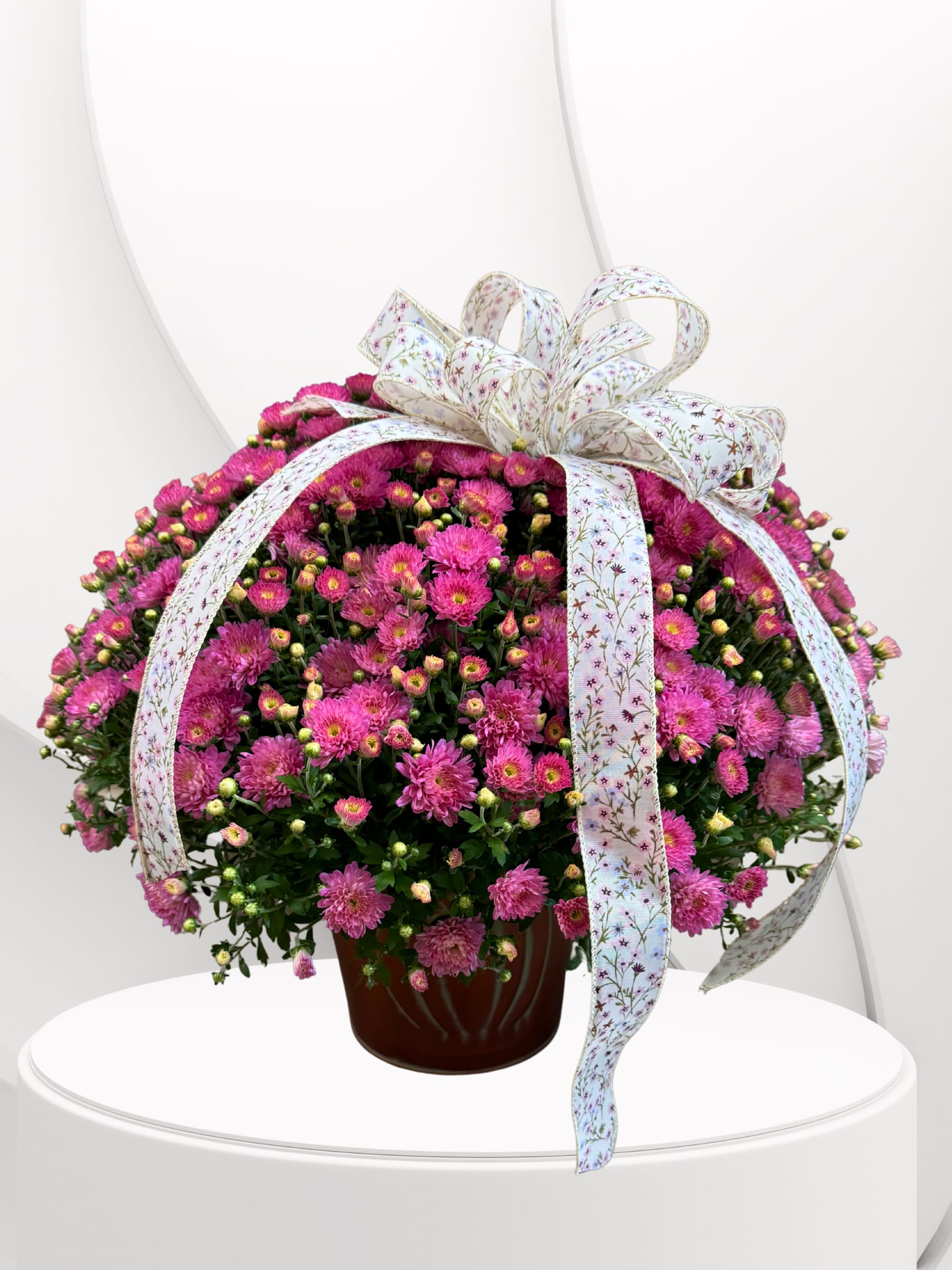 Marvelous Mums - Bright and cheerful, this blooming mum plant makes the perfect gift for any occasion. Nestled in a decorative pot and accented with a beautiful bow, it’s a thoughtful way to bring joy to someone’s day. Please note: the color of the mum will vary depending on availability. The photo shown is an example, but your plant may come in shades of yellow, white, orange, purple, red or pink. Each one is fresh, full, and just as lovely!