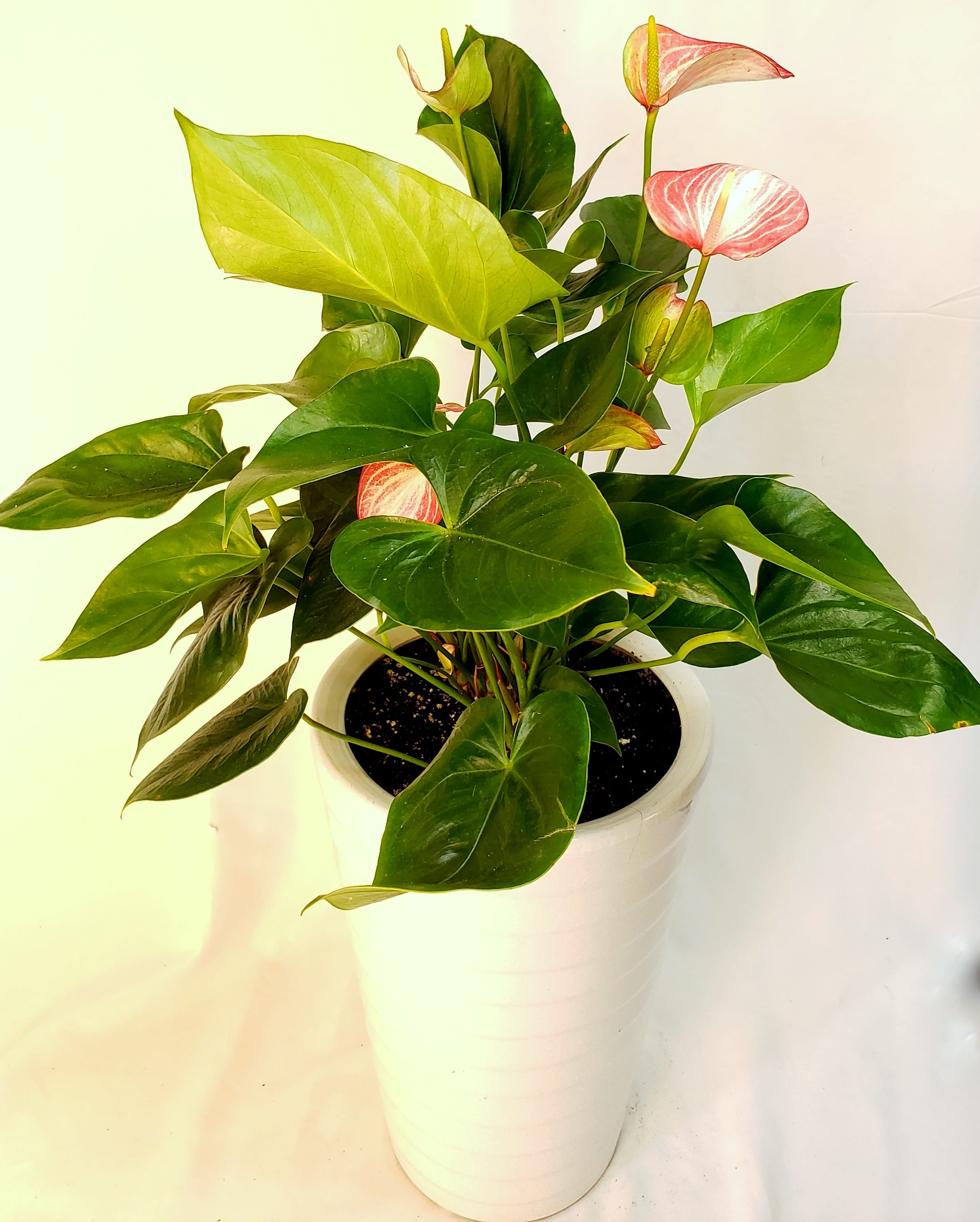 Varigated Love Varigated Love - 6" Two-toned Anthorium in white pot. total height 36"