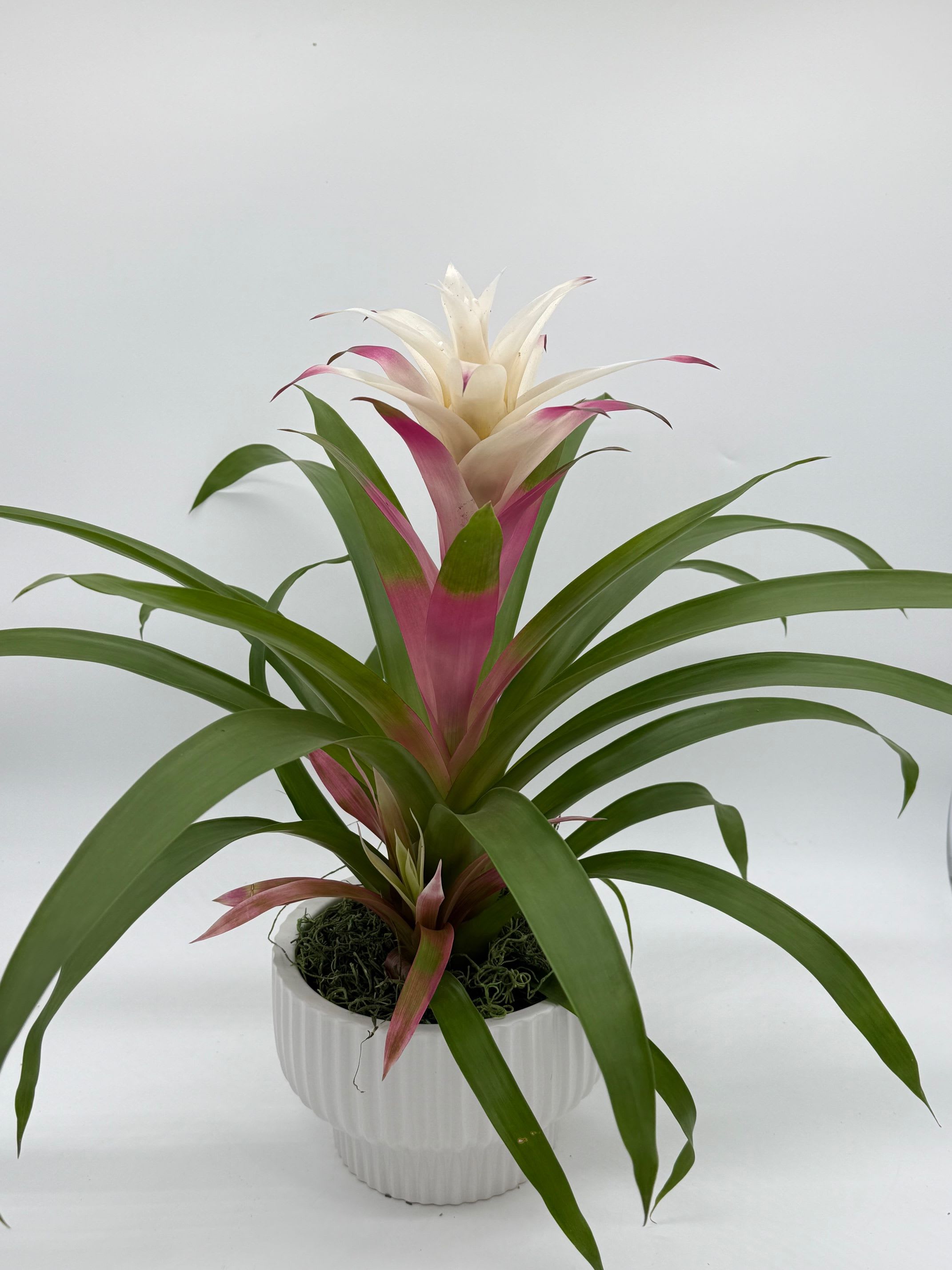 Tropic Like it's Hot Tropic Like it's Hot - Bring home the tropics with this easy-care bromeliad. Perfect for gifting or adding color to your space — low-maintenance, long-lasting, and effortlessly beautiful. (Planter and bloom shades may vary  due to seasonality.)