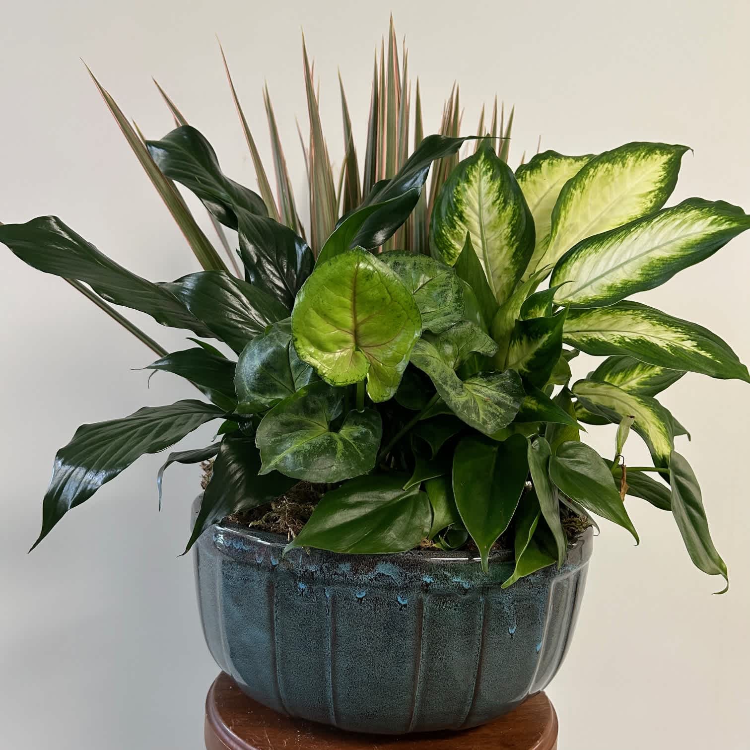 8 ich Ceramic Dishgarden - 8 inch ceramic planter with assorted plants. 