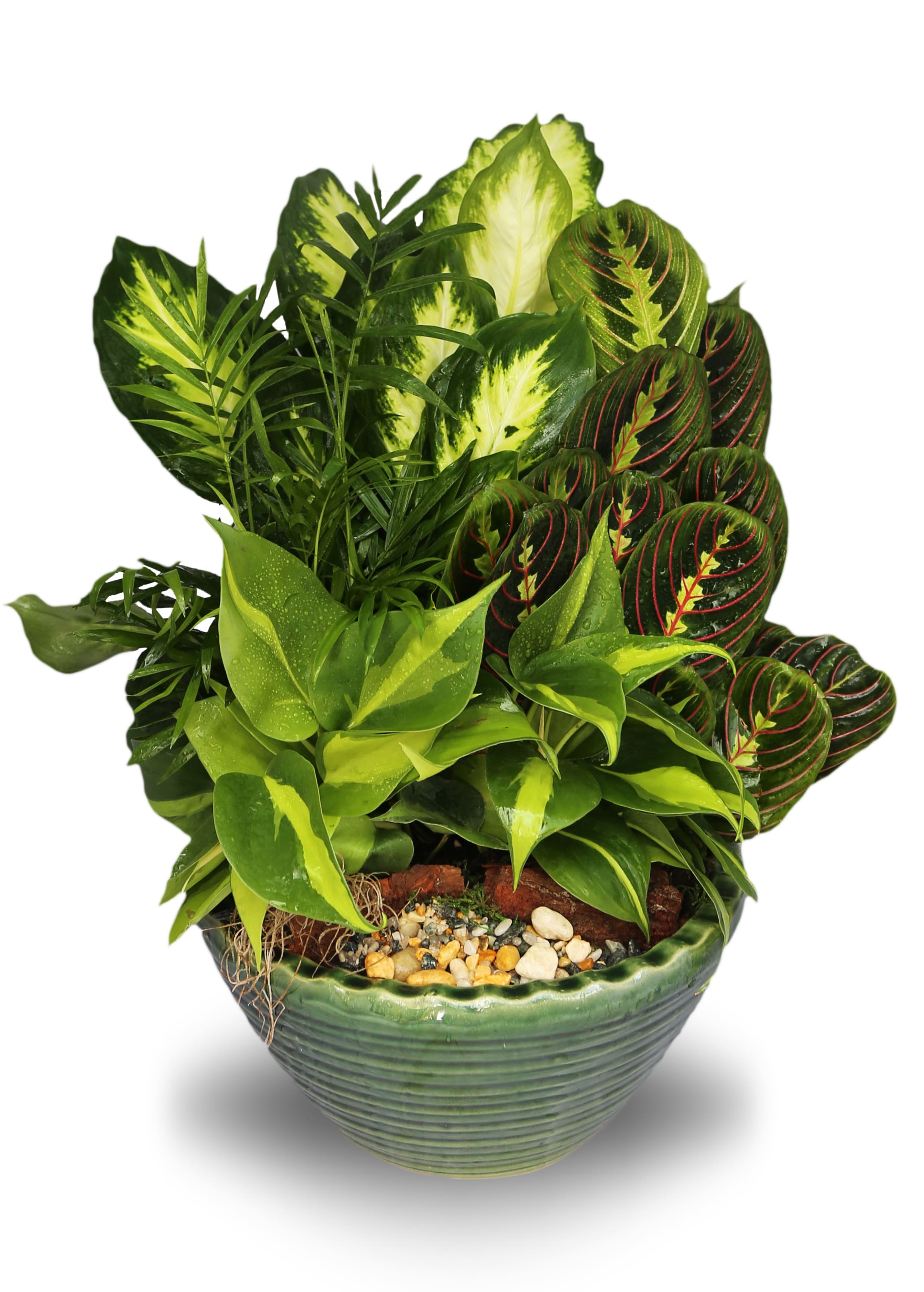 Dish Garden Ceramic Planter SM3 (BB) - Introduce a touch of nature into your home or office with our exquisite dish garden. This stunning arrangement features an assortment of vibrant green plants, carefully selected to create a harmonious display of natural beauty. Housed in a premium ceramic container, this dish garden is the perfect addition to any space, bringing a fresh and invigorating atmosphere.